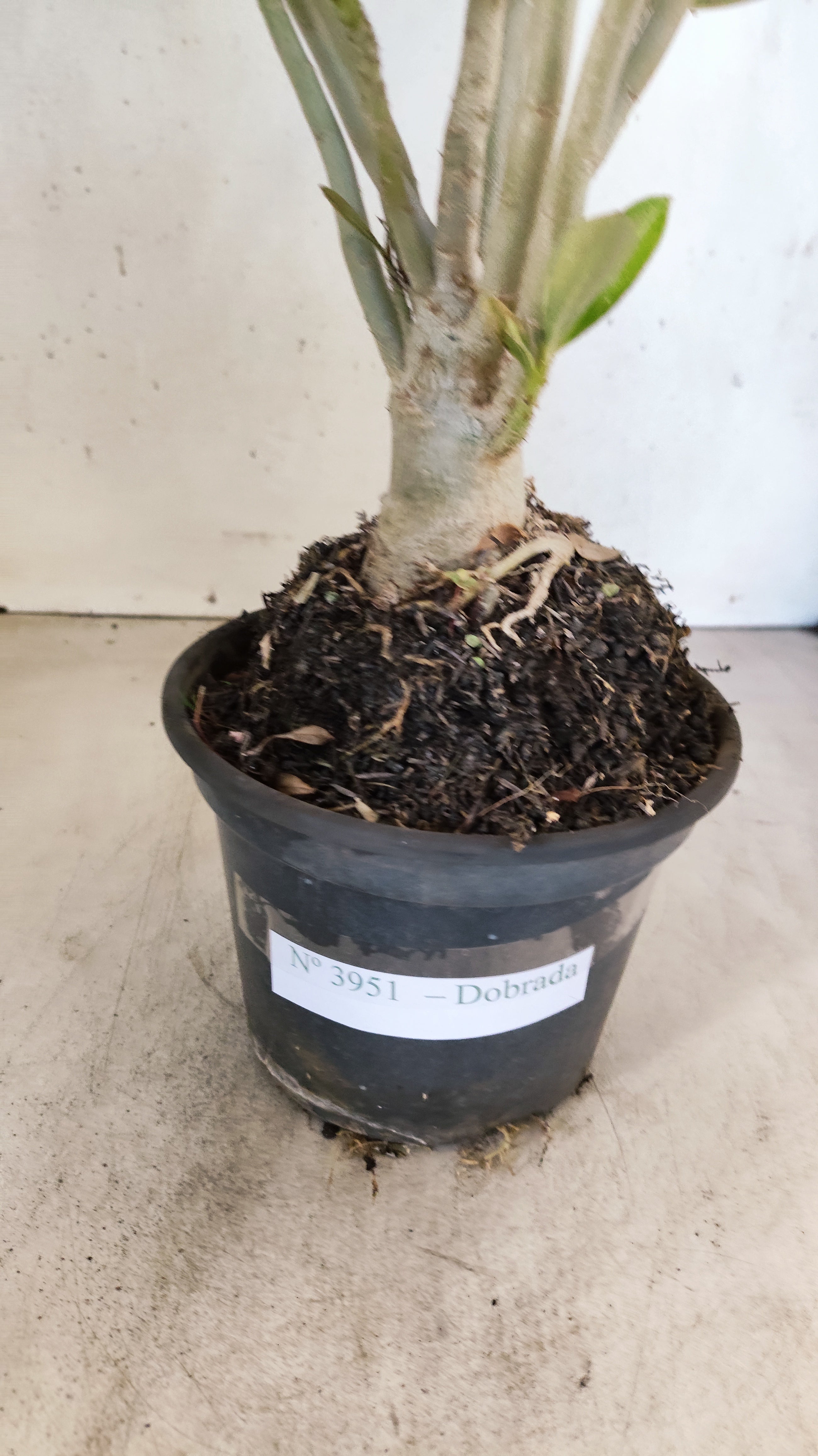 Planta Dobrada 3951 – 35cm – 03 anos