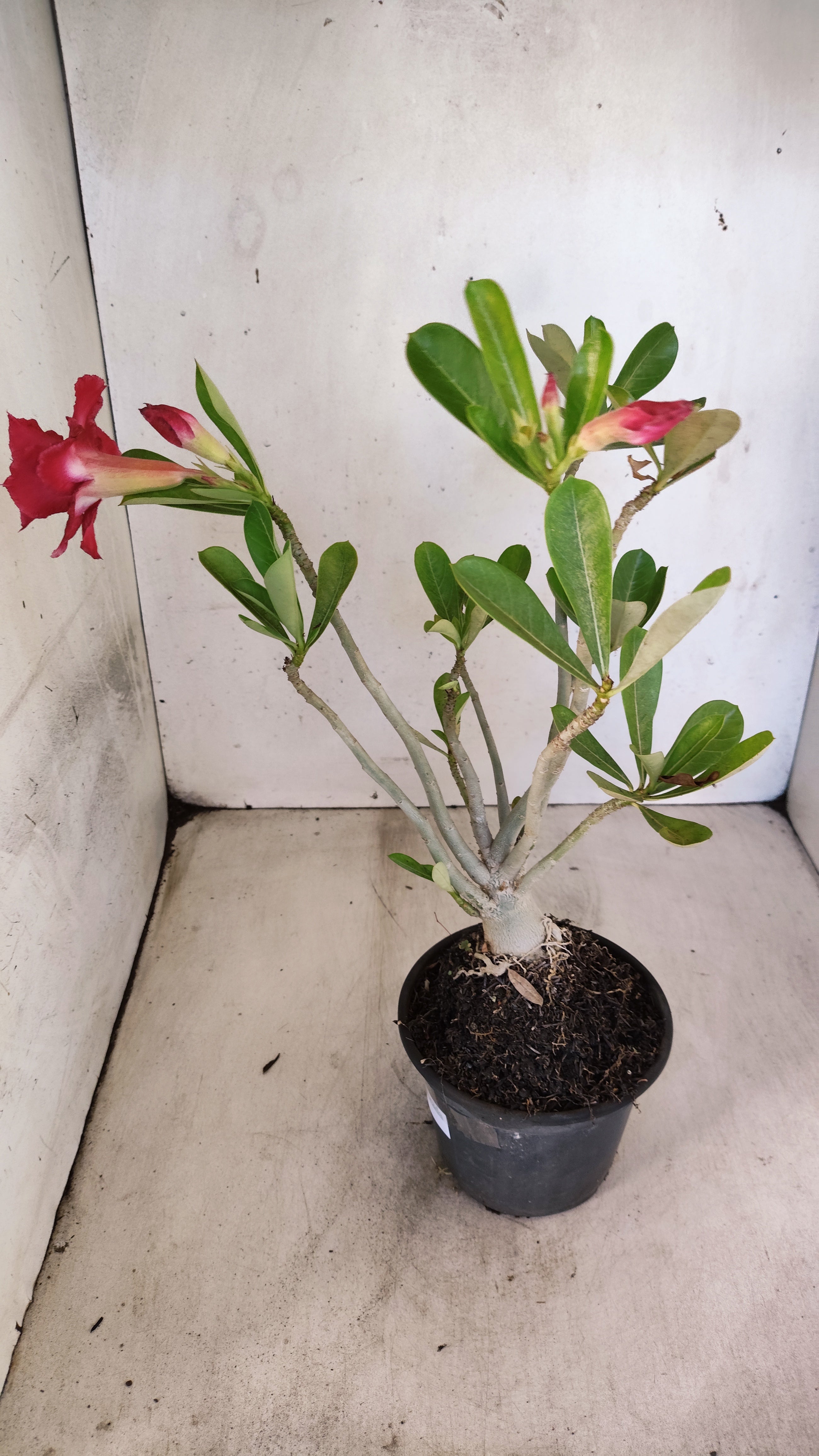 Planta Dobrada 3951 – 35cm – 03 anos