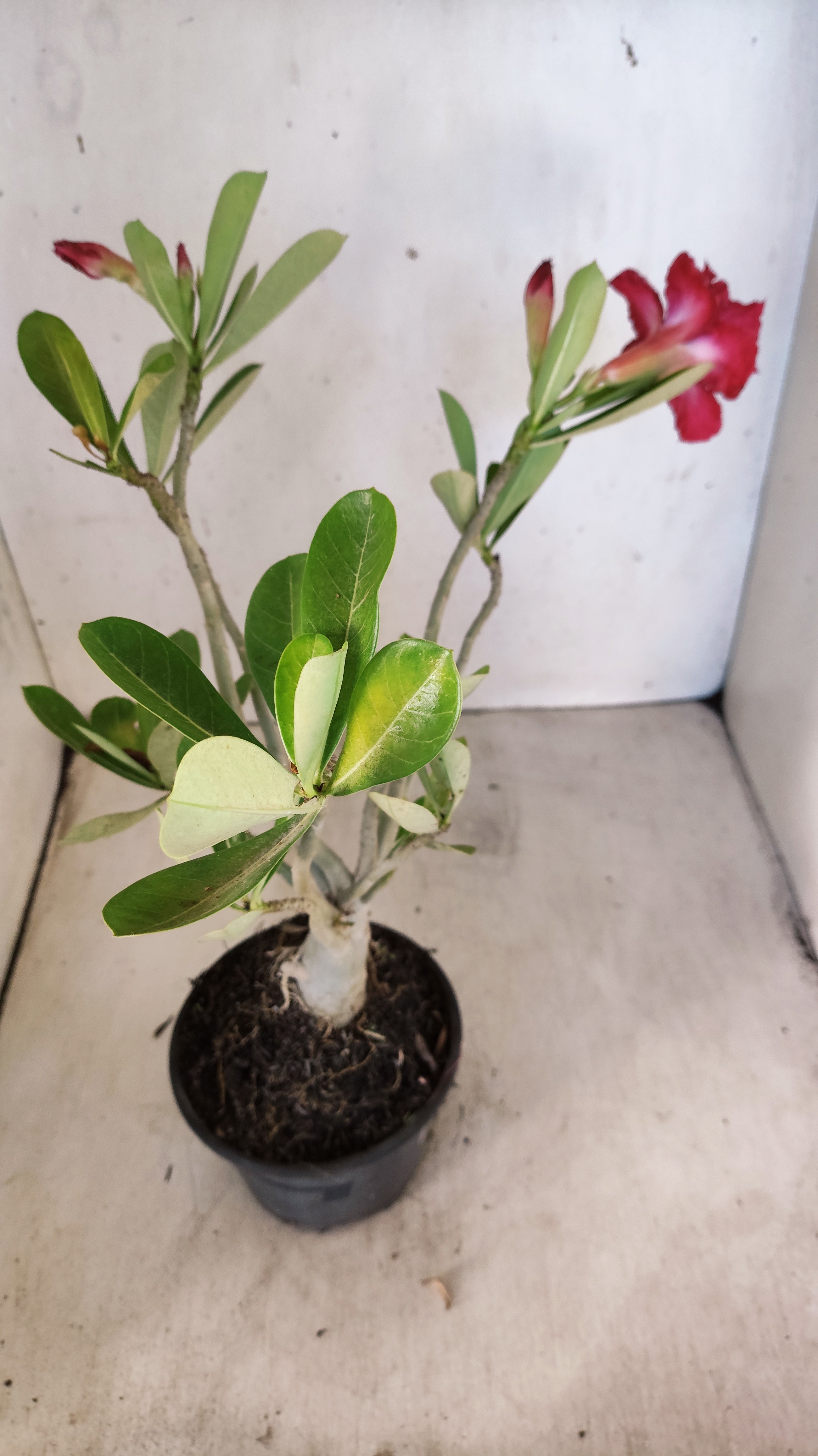 Planta Dobrada 3951 – 35cm – 03 anos