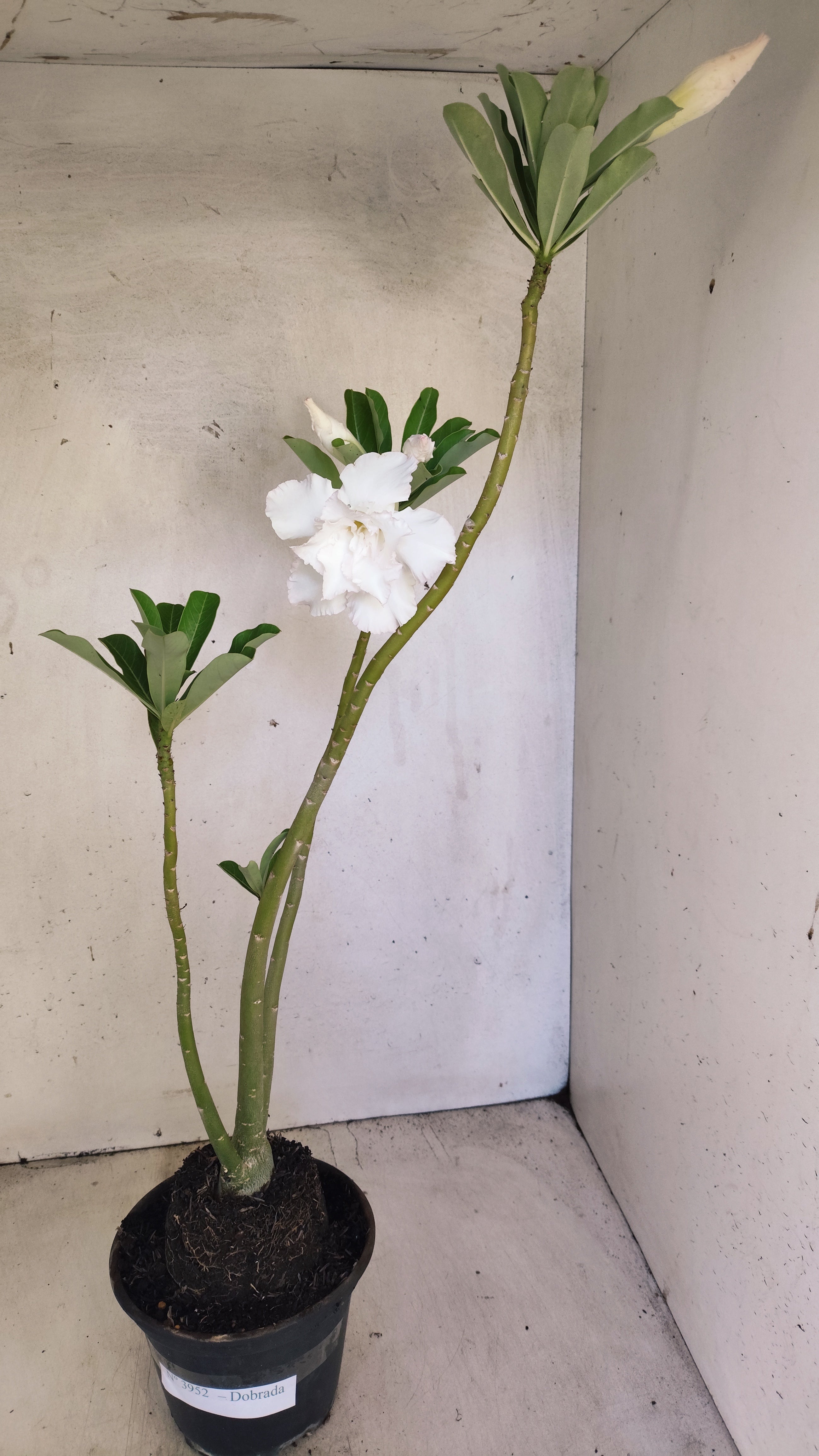 Planta Dobrada 3952 – 35cm – 03 anos