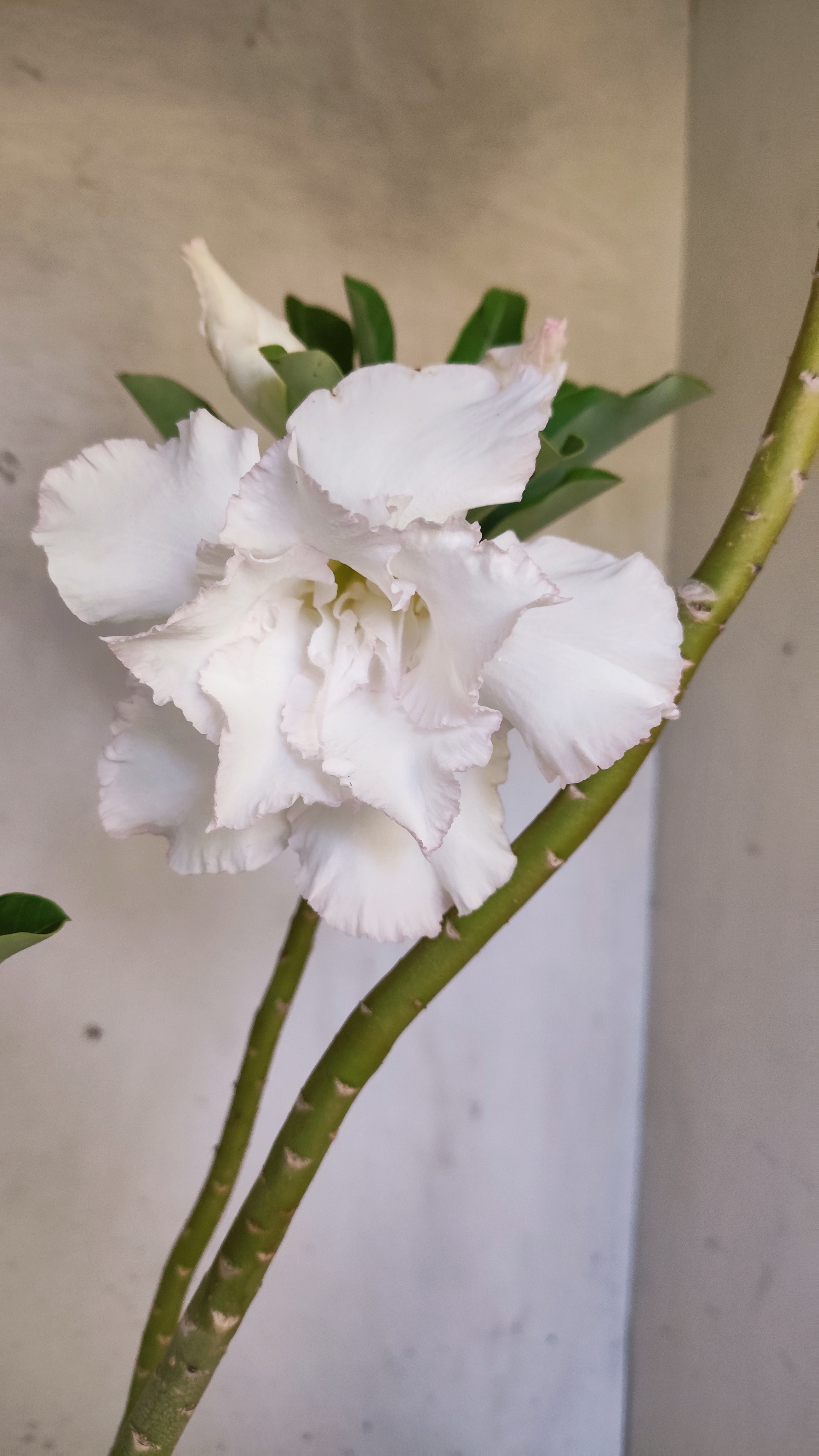 Planta Dobrada 3952 – 35cm – 03 anos