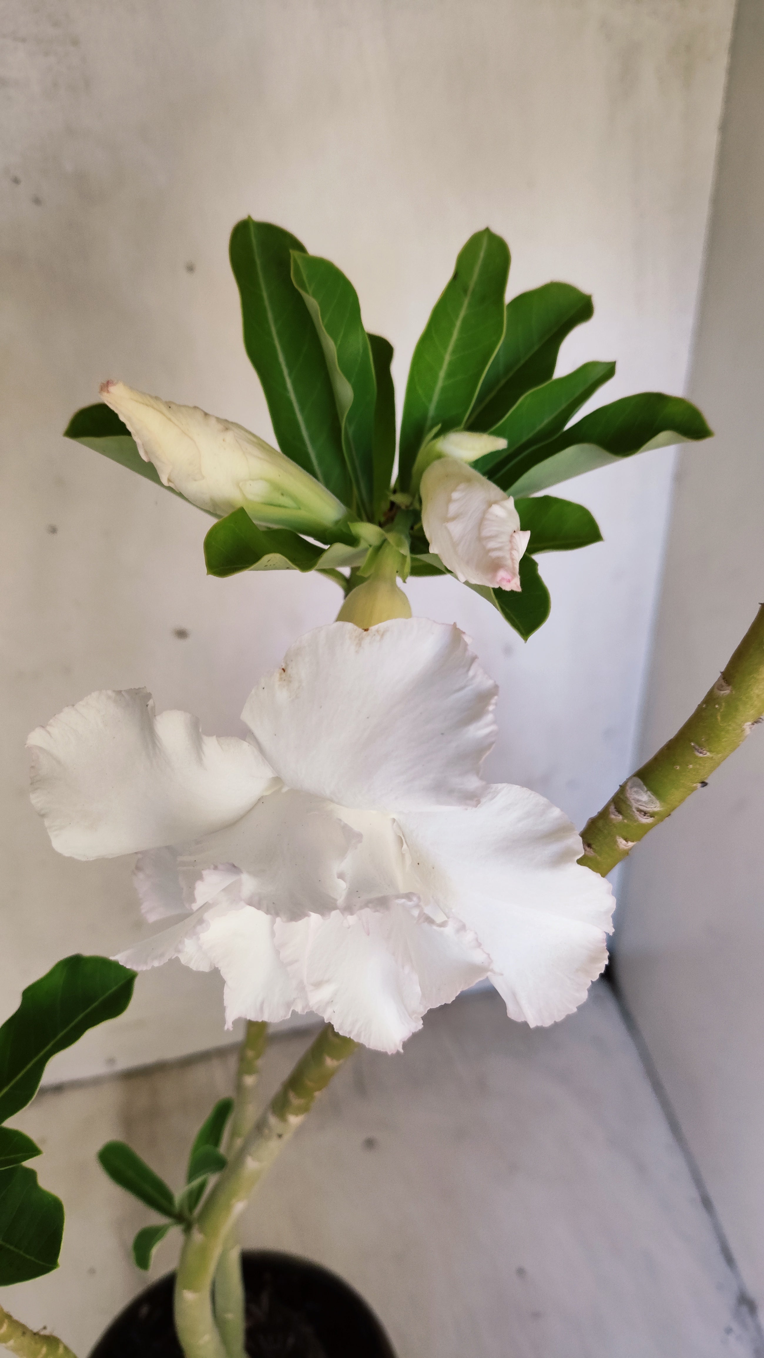 Planta Dobrada 3952 – 35cm – 03 anos