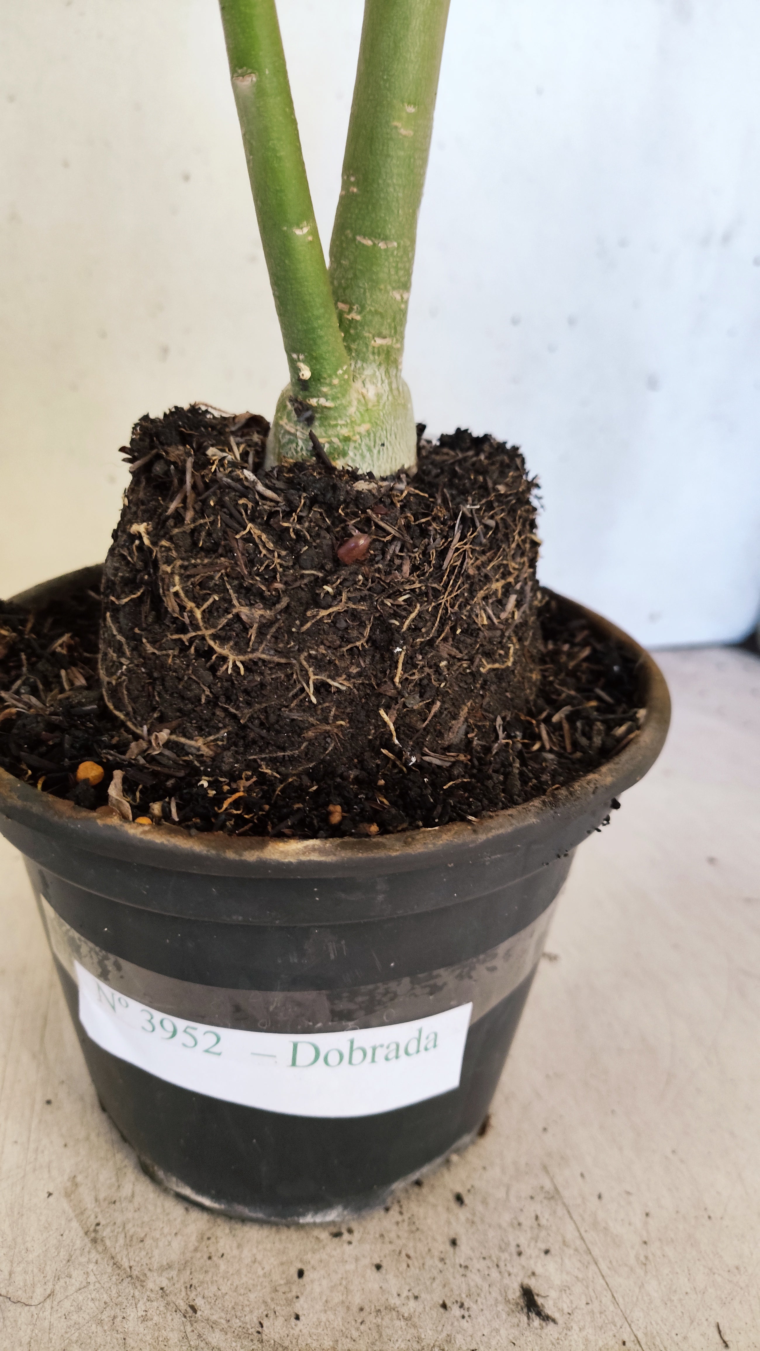 Planta Dobrada 3952 – 35cm – 03 anos