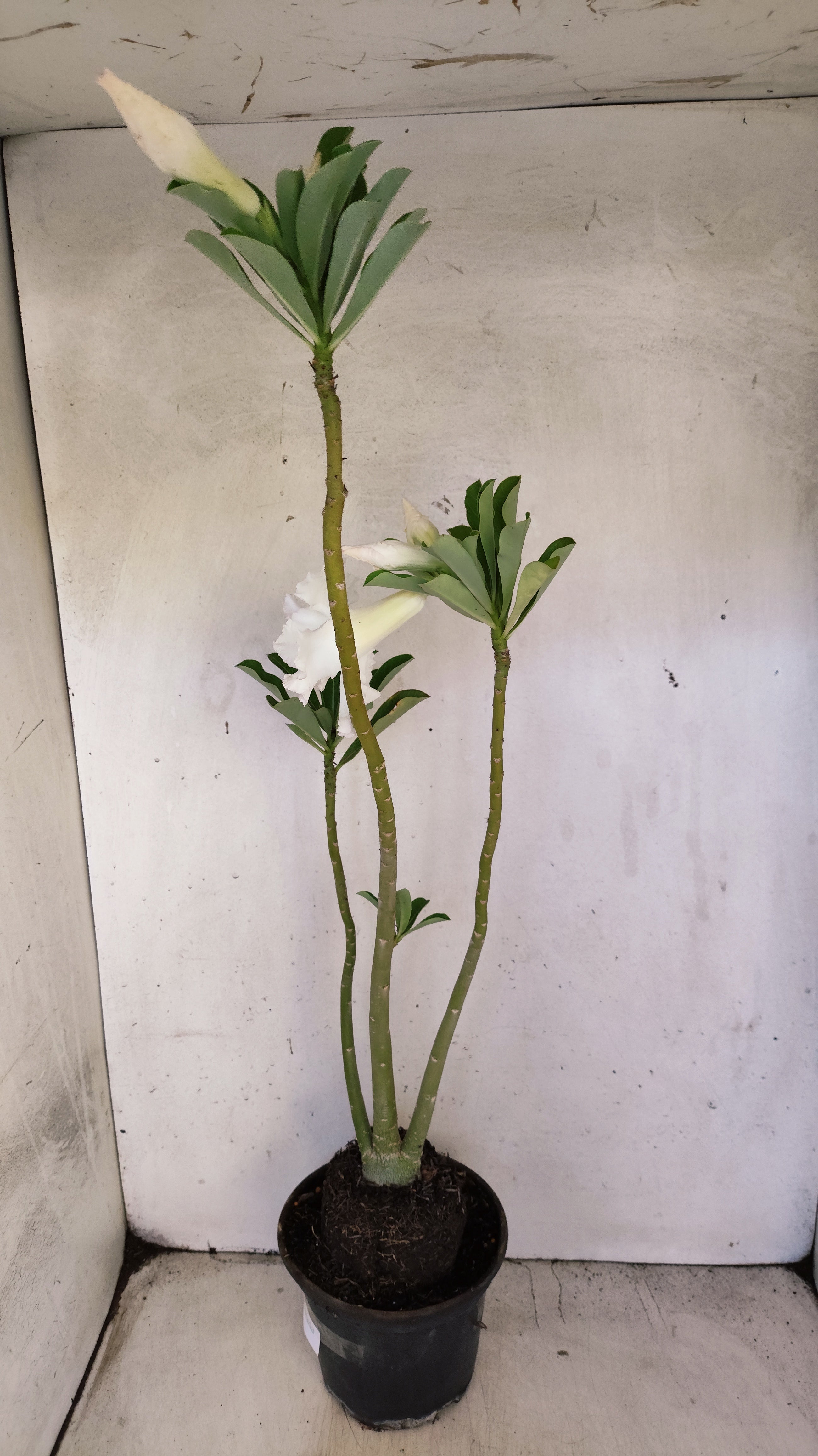 Planta Dobrada 3952 – 35cm – 03 anos