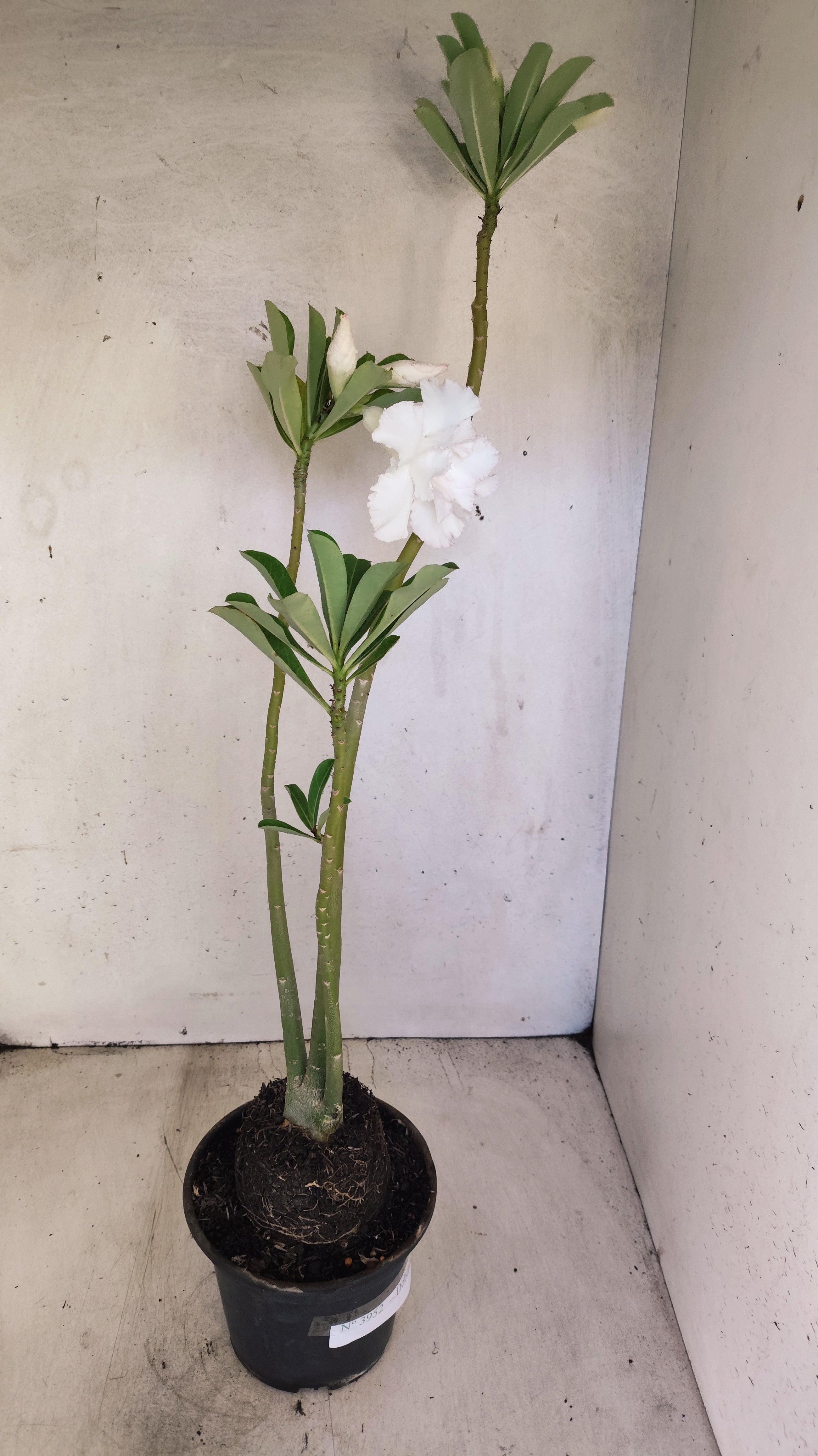 Planta Dobrada 3952 – 35cm – 03 anos