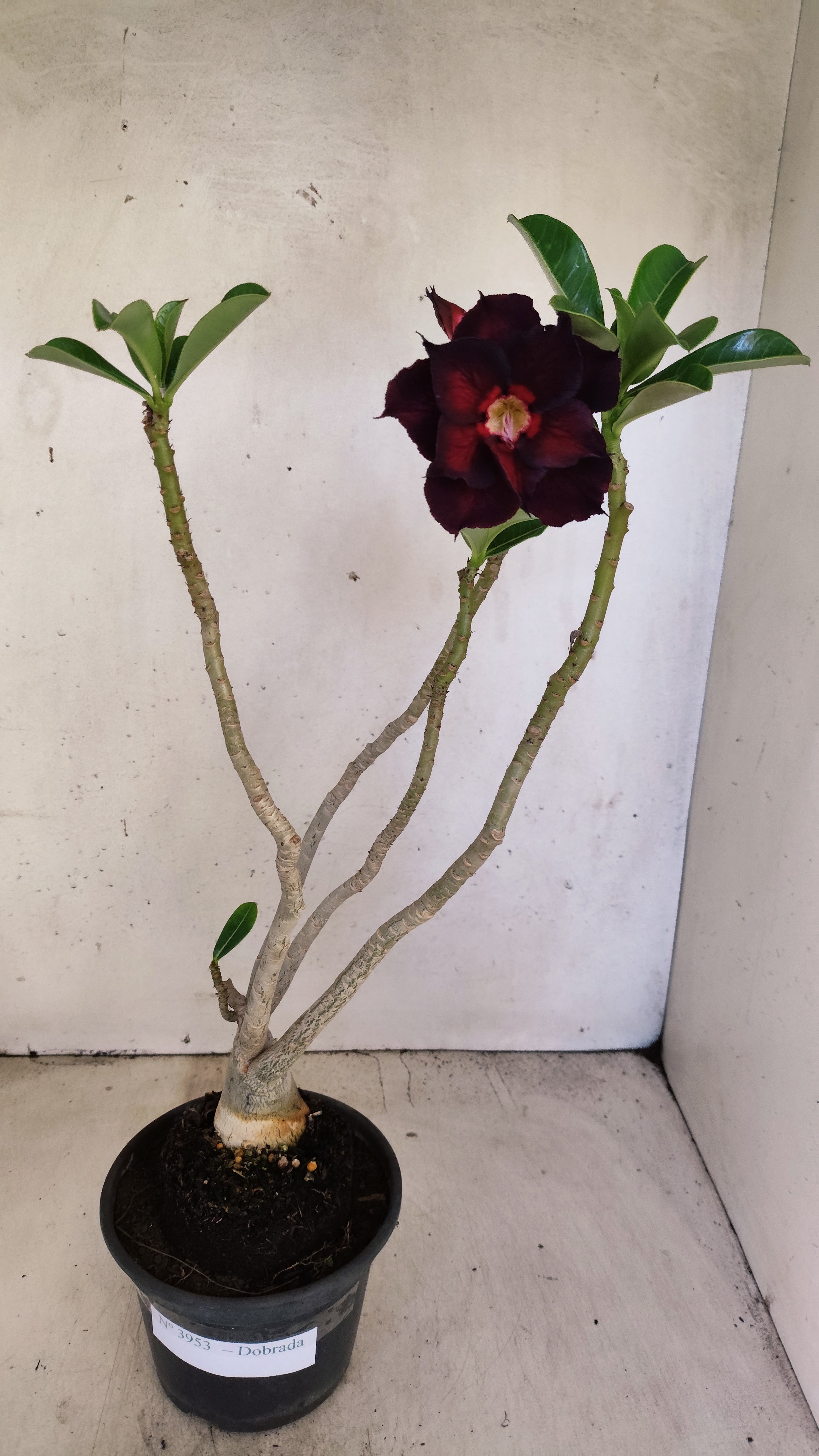 Planta Dobrada 3953 – 35cm – 03 anos