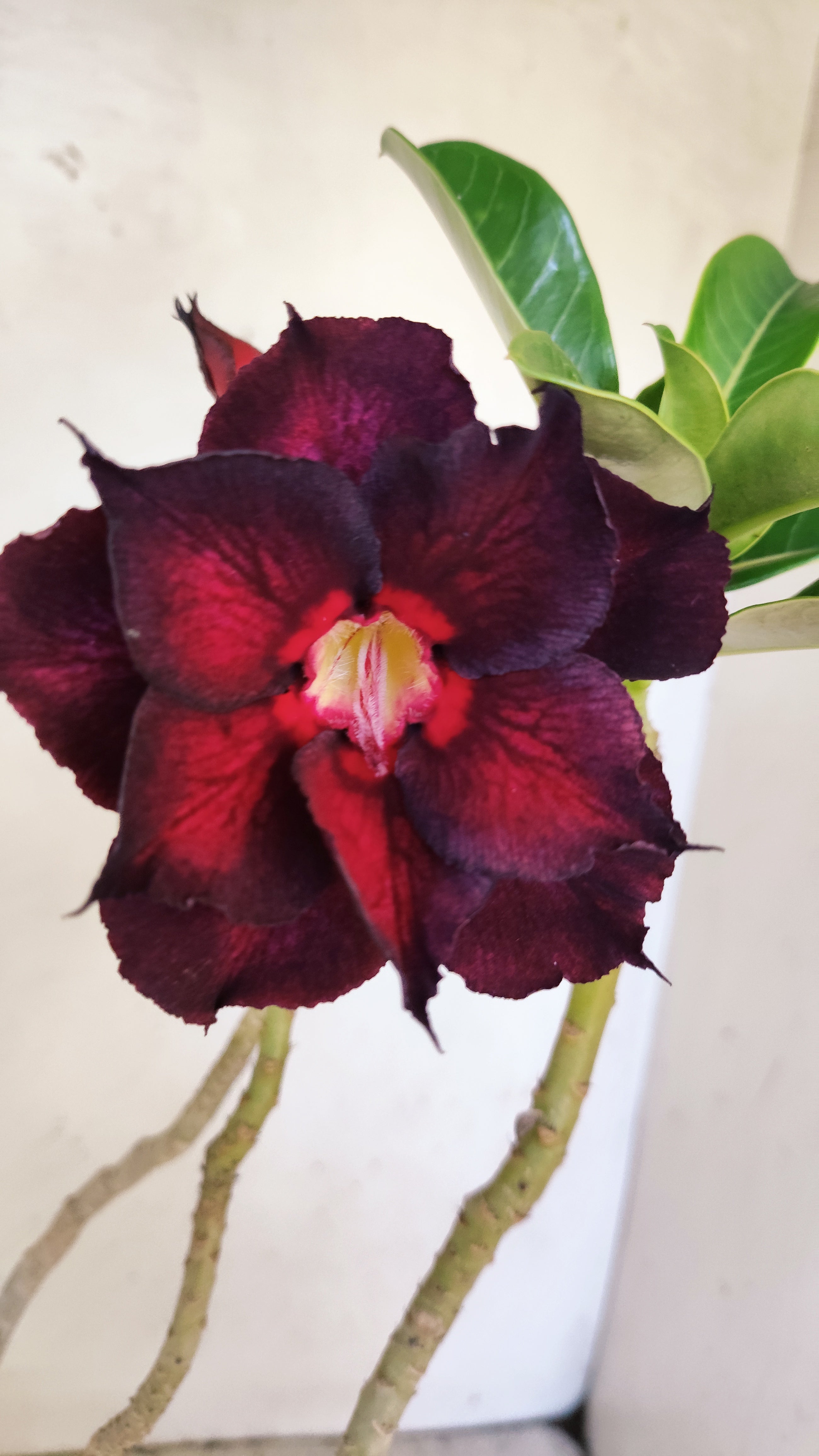 Planta Dobrada 3953 – 35cm – 03 anos