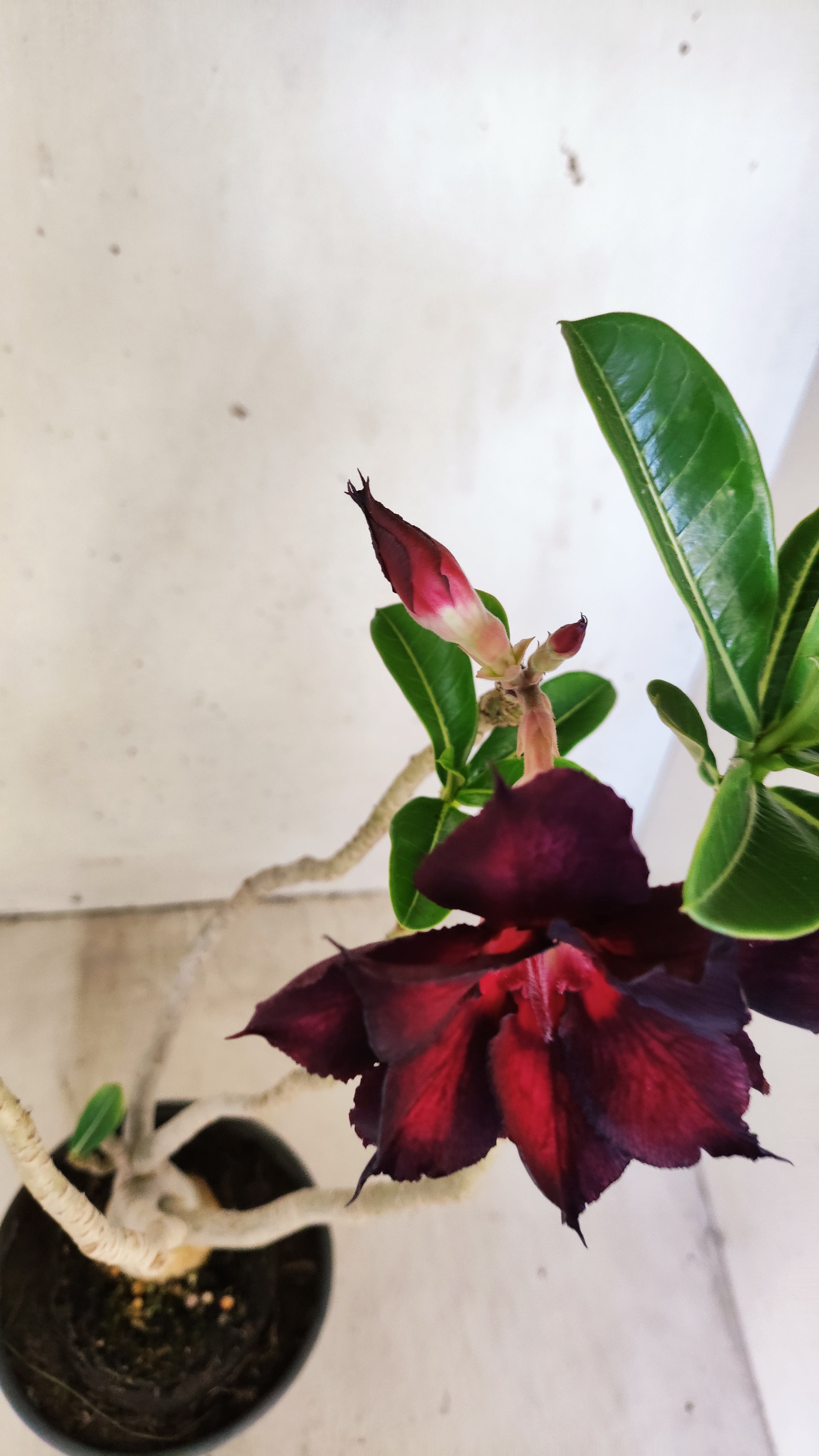 Planta Dobrada 3953 – 35cm – 03 anos