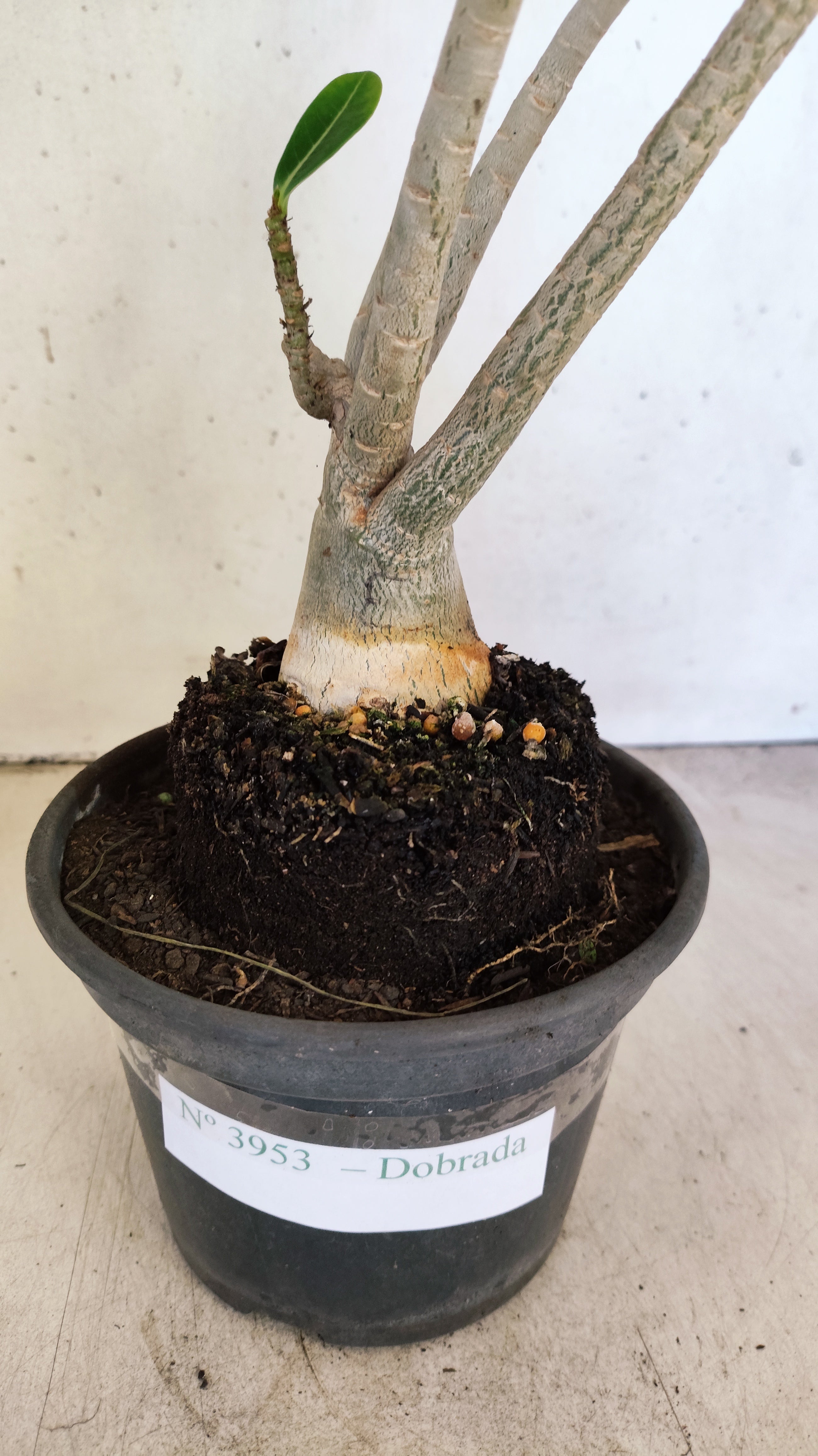 Planta Dobrada 3953 – 35cm – 03 anos