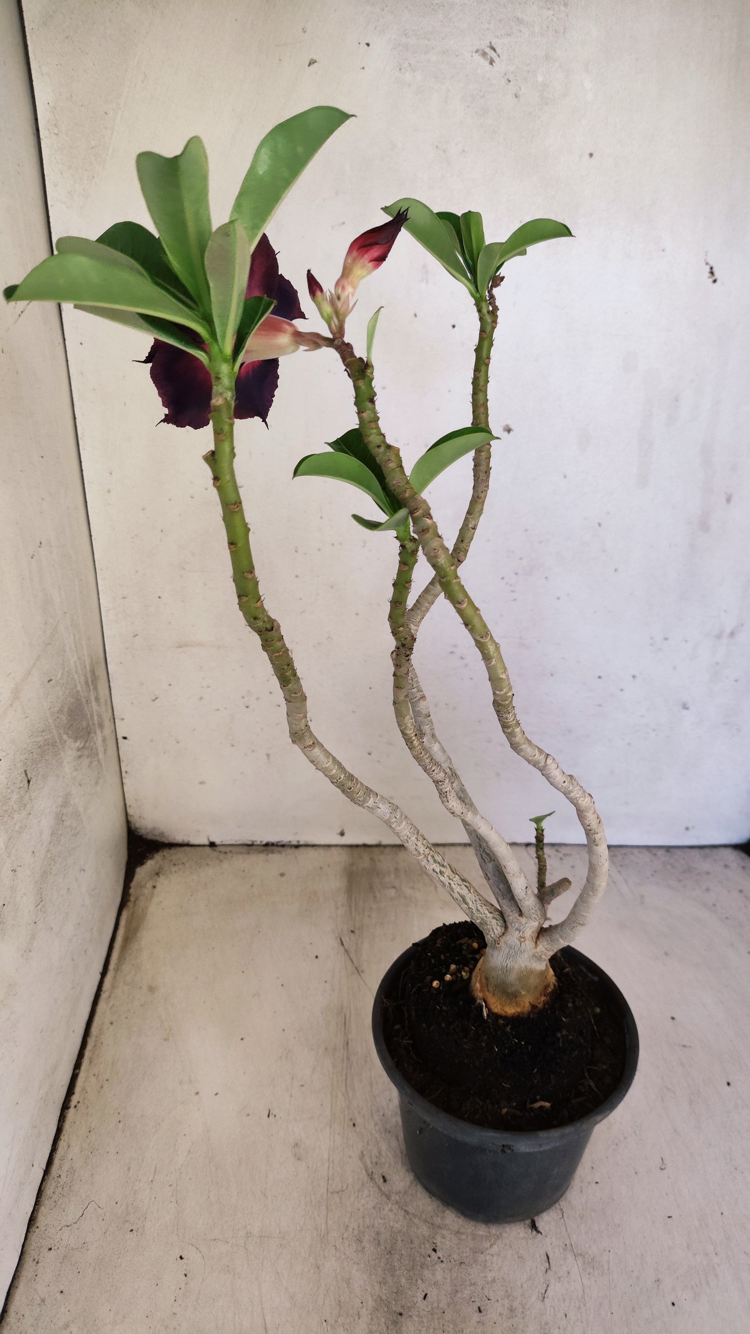Planta Dobrada 3953 – 35cm – 03 anos