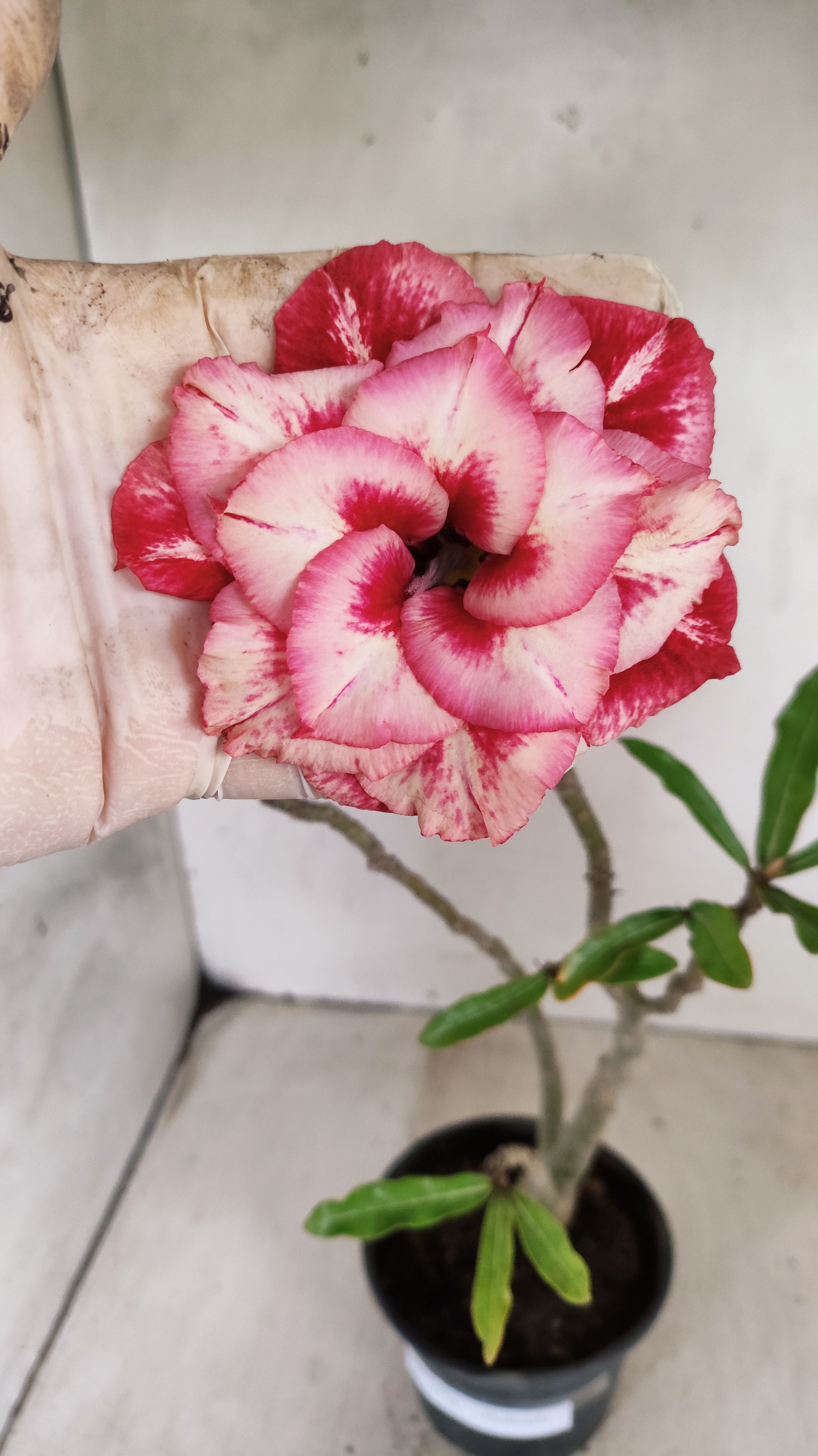 Planta Dobrada 3954 – 30cm – 02 anos