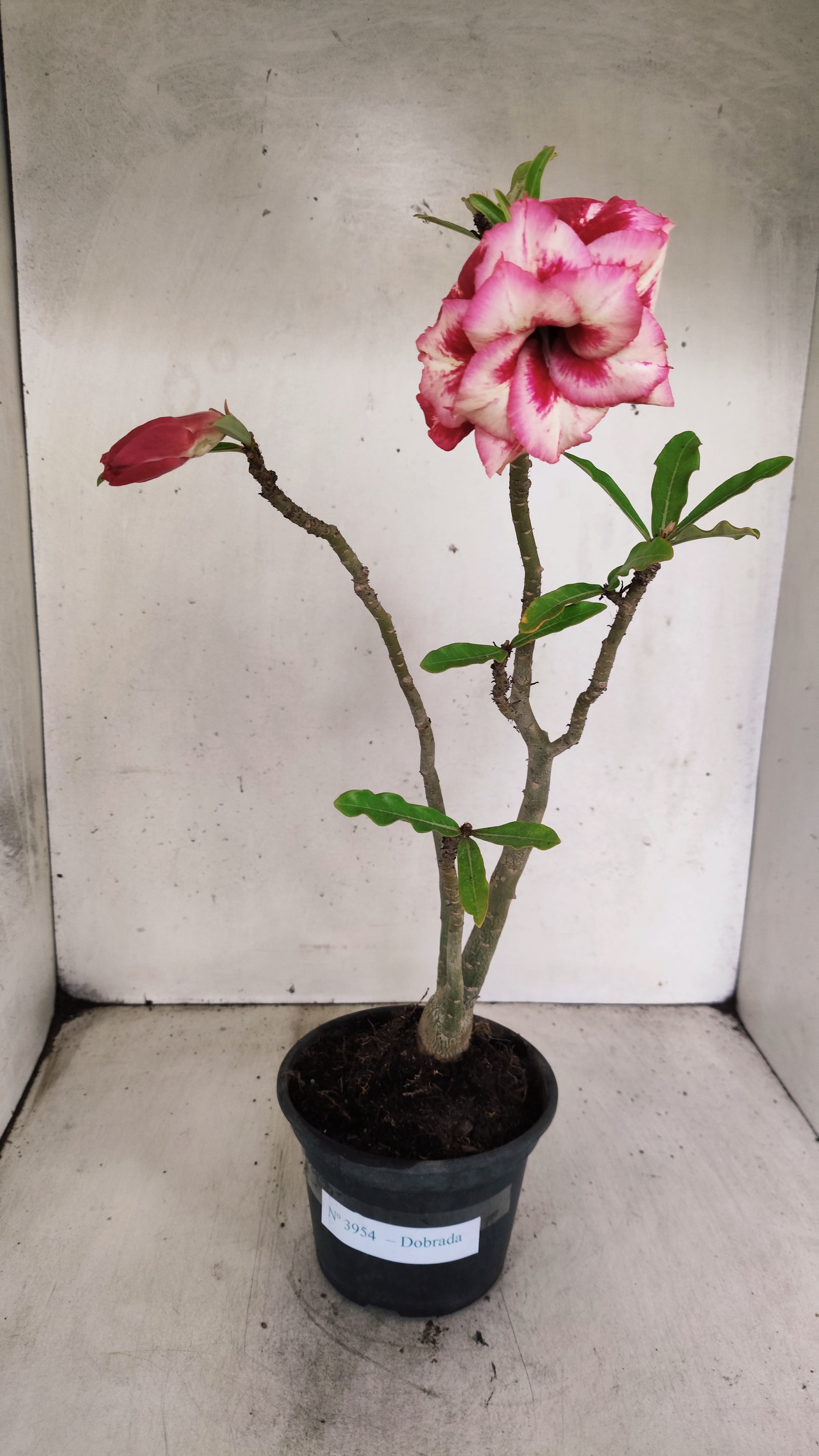 Planta Dobrada 3954 – 30cm – 02 anos
