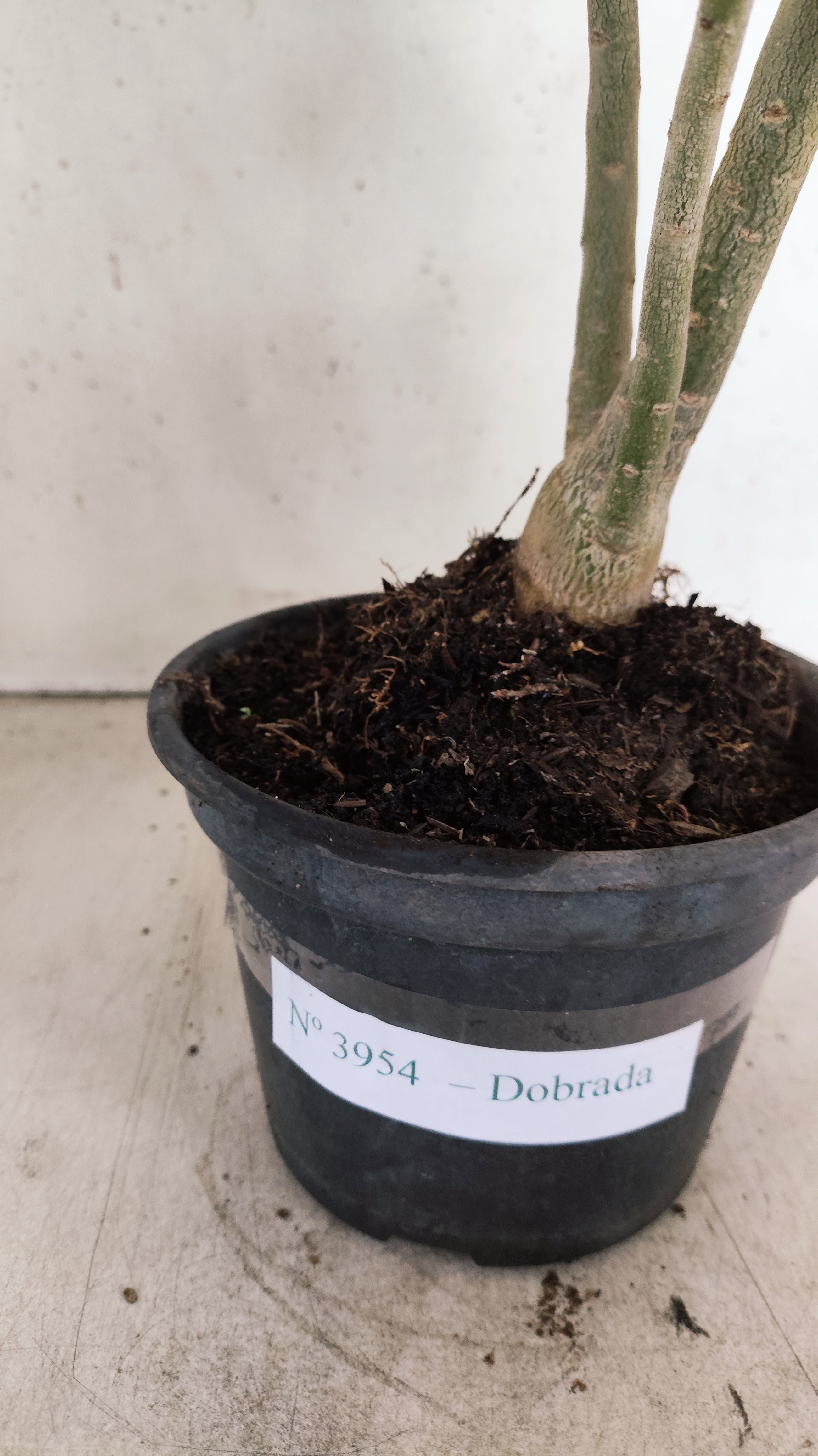 Planta Dobrada 3954 – 30cm – 02 anos