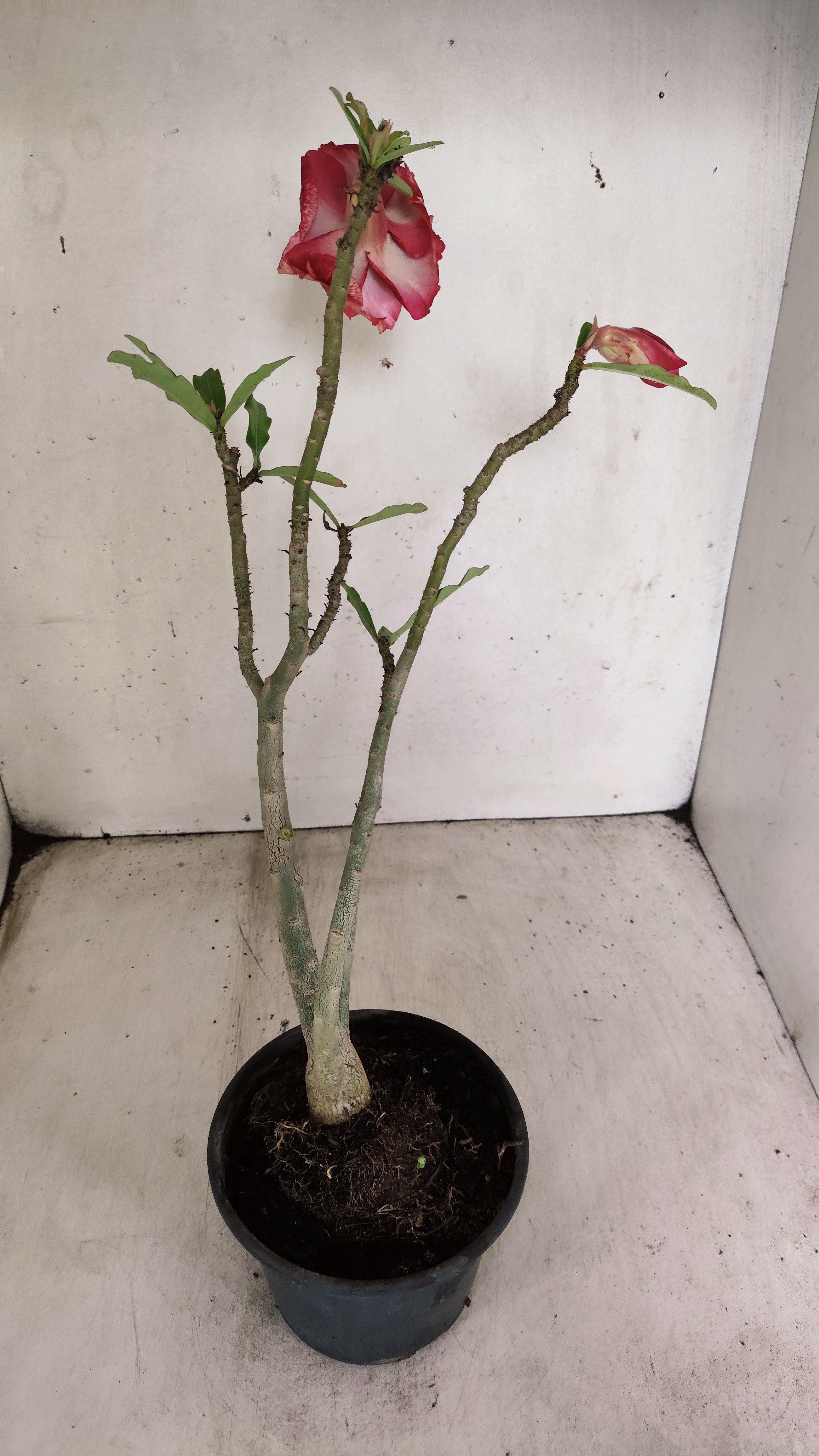 Planta Dobrada 3954 – 30cm – 02 anos