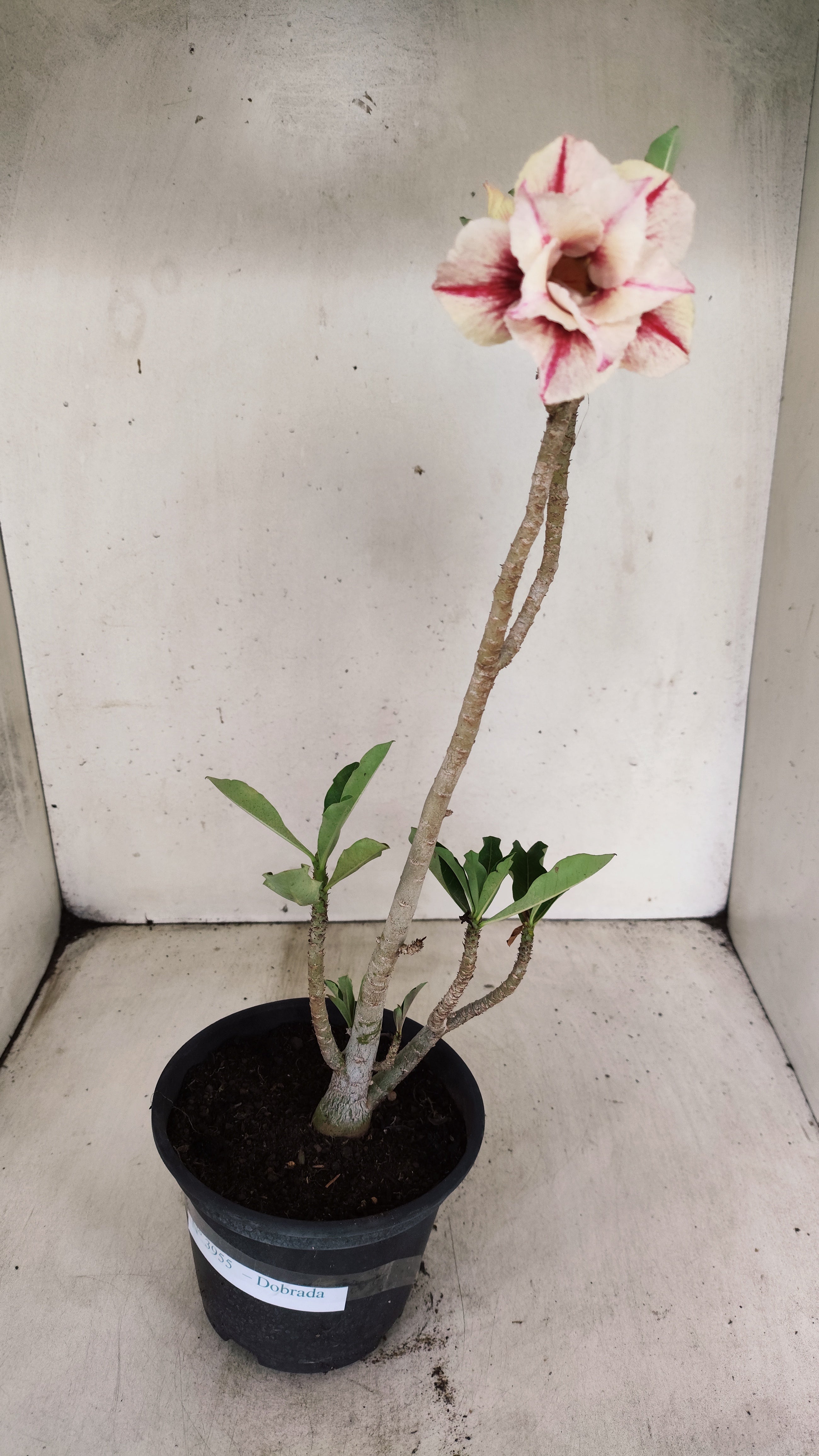 Planta Dobrada 3955 – 30cm – 02 anos