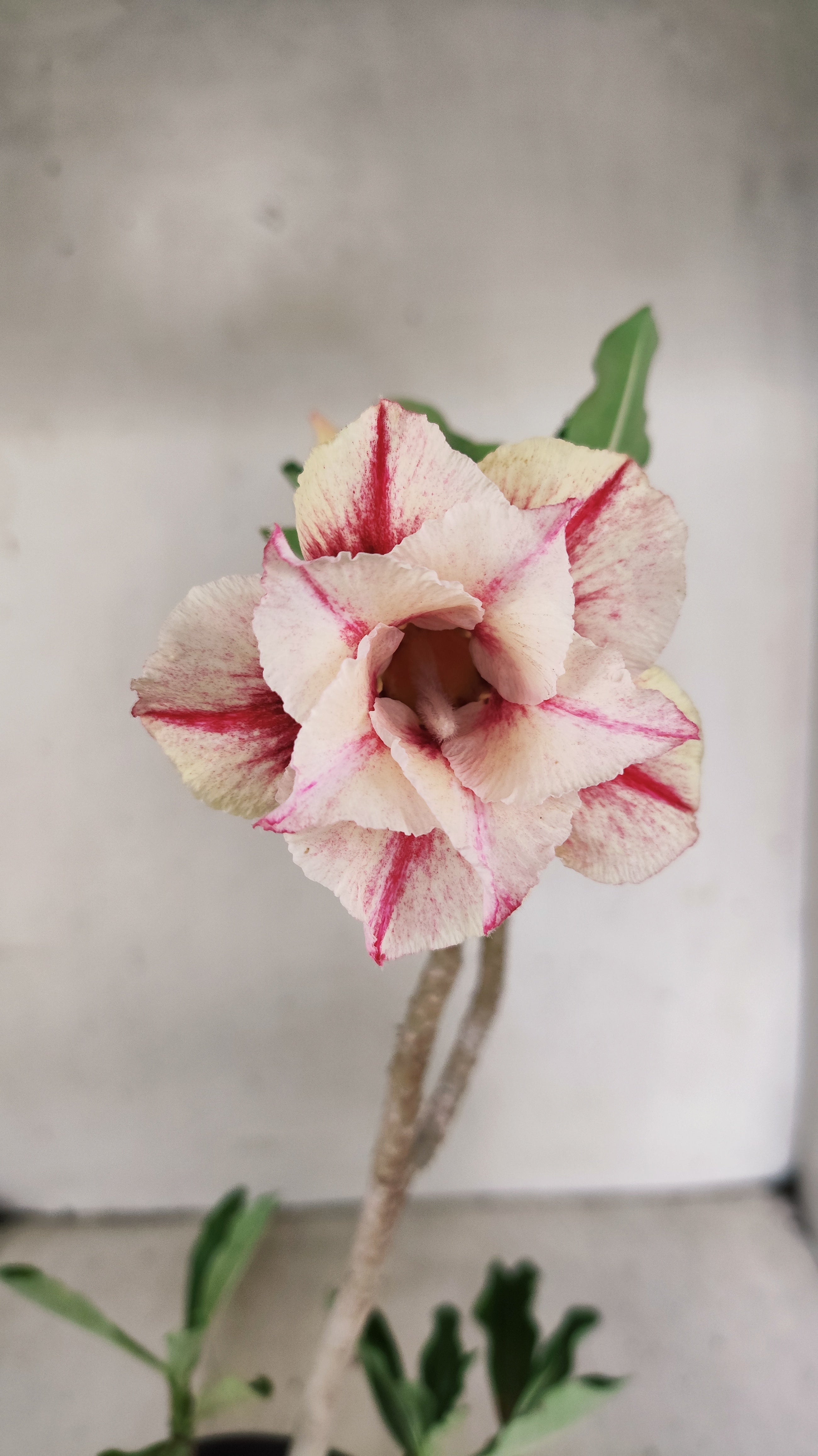 Planta Dobrada 3955 – 30cm – 02 anos