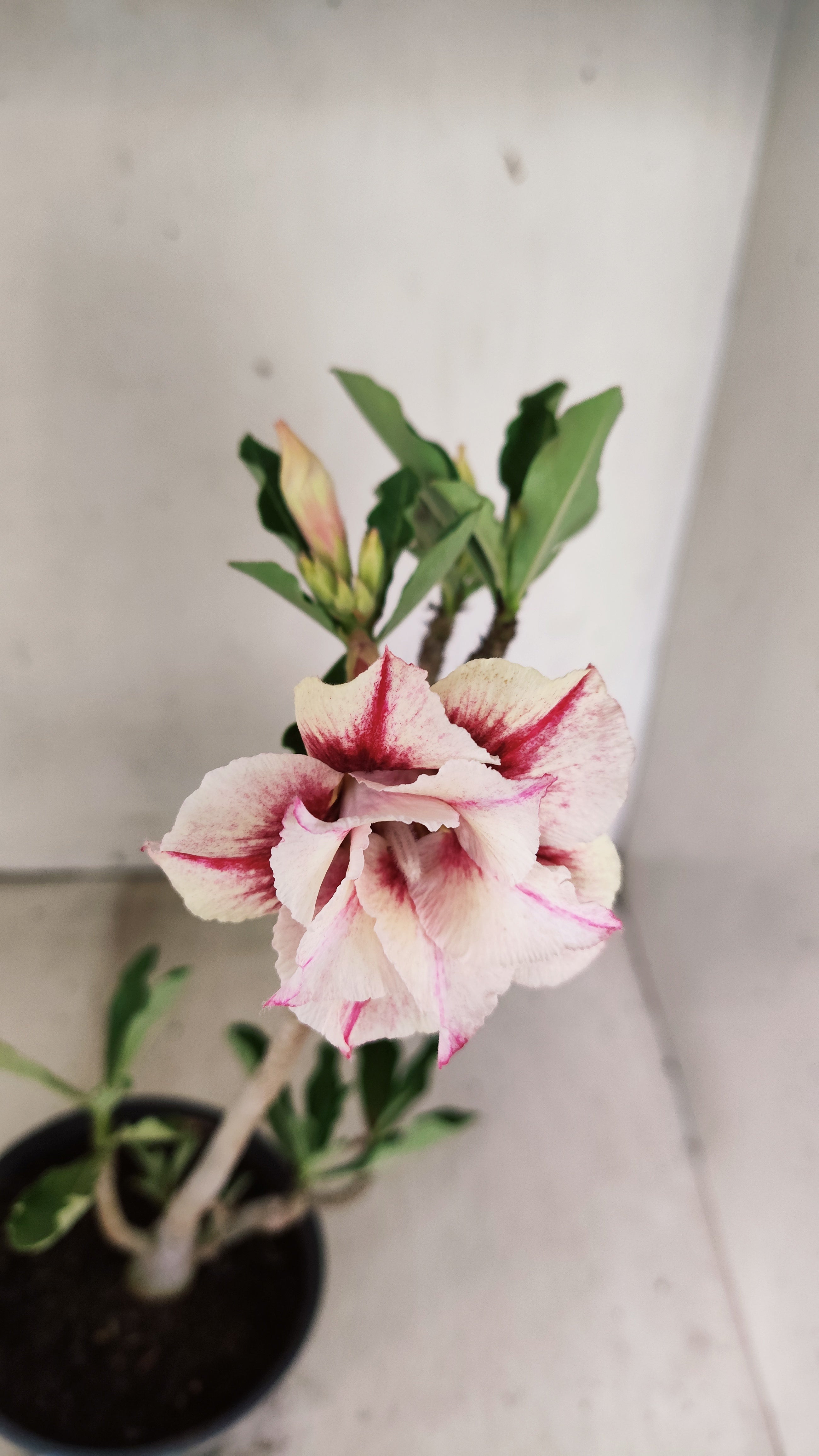 Planta Dobrada 3955 – 30cm – 02 anos