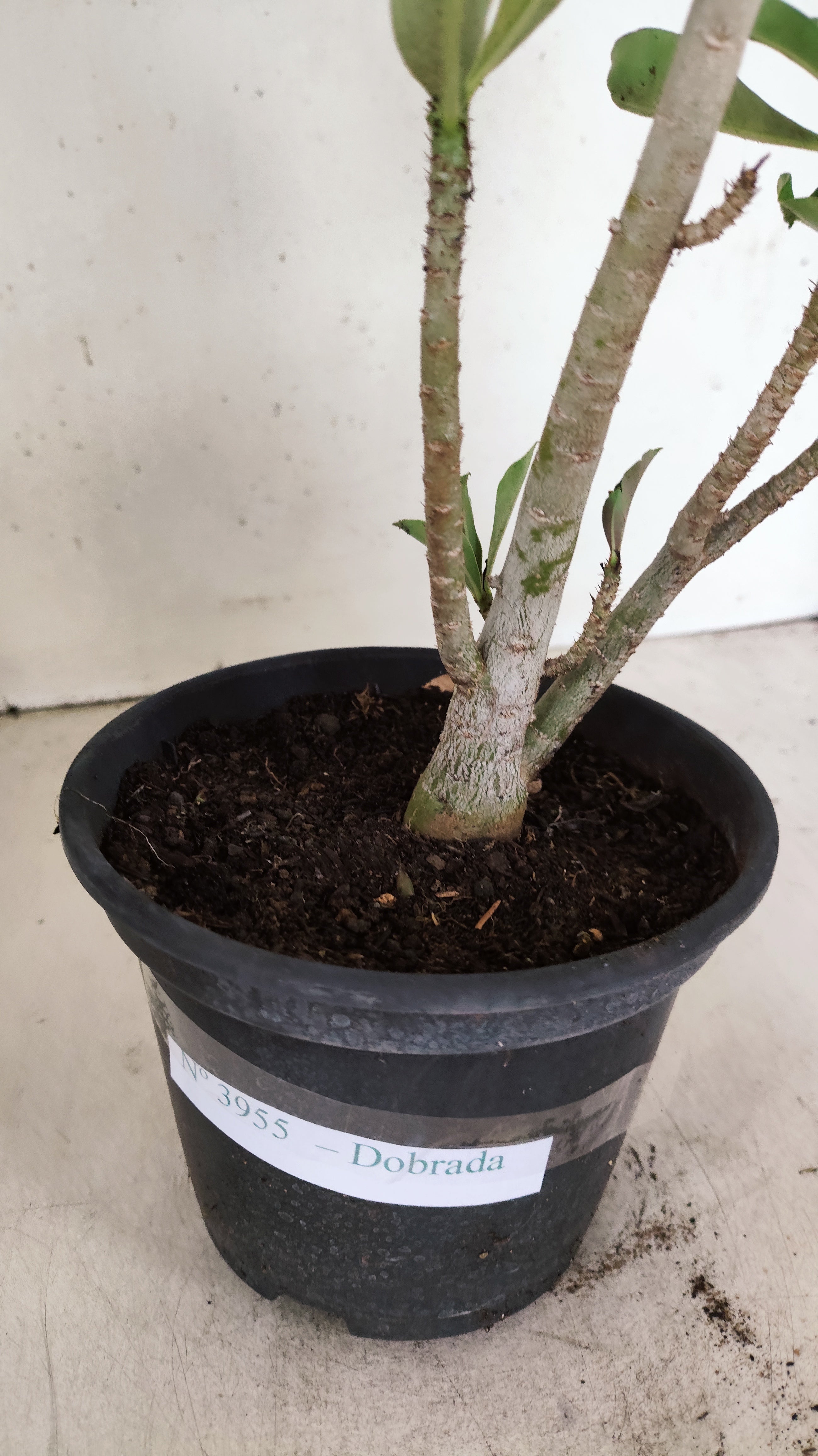 Planta Dobrada 3955 – 30cm – 02 anos
