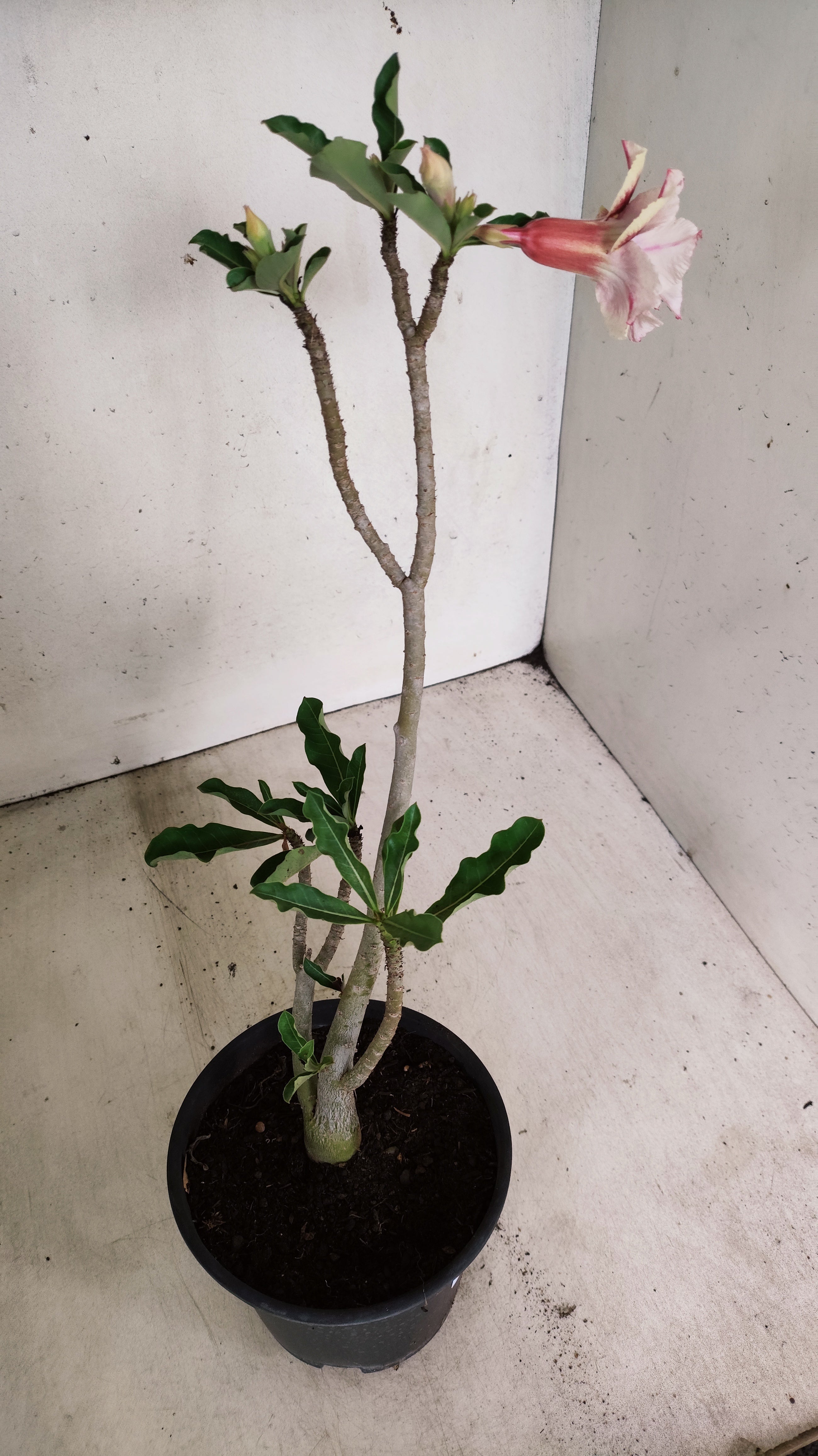 Planta Dobrada 3955 – 30cm – 02 anos