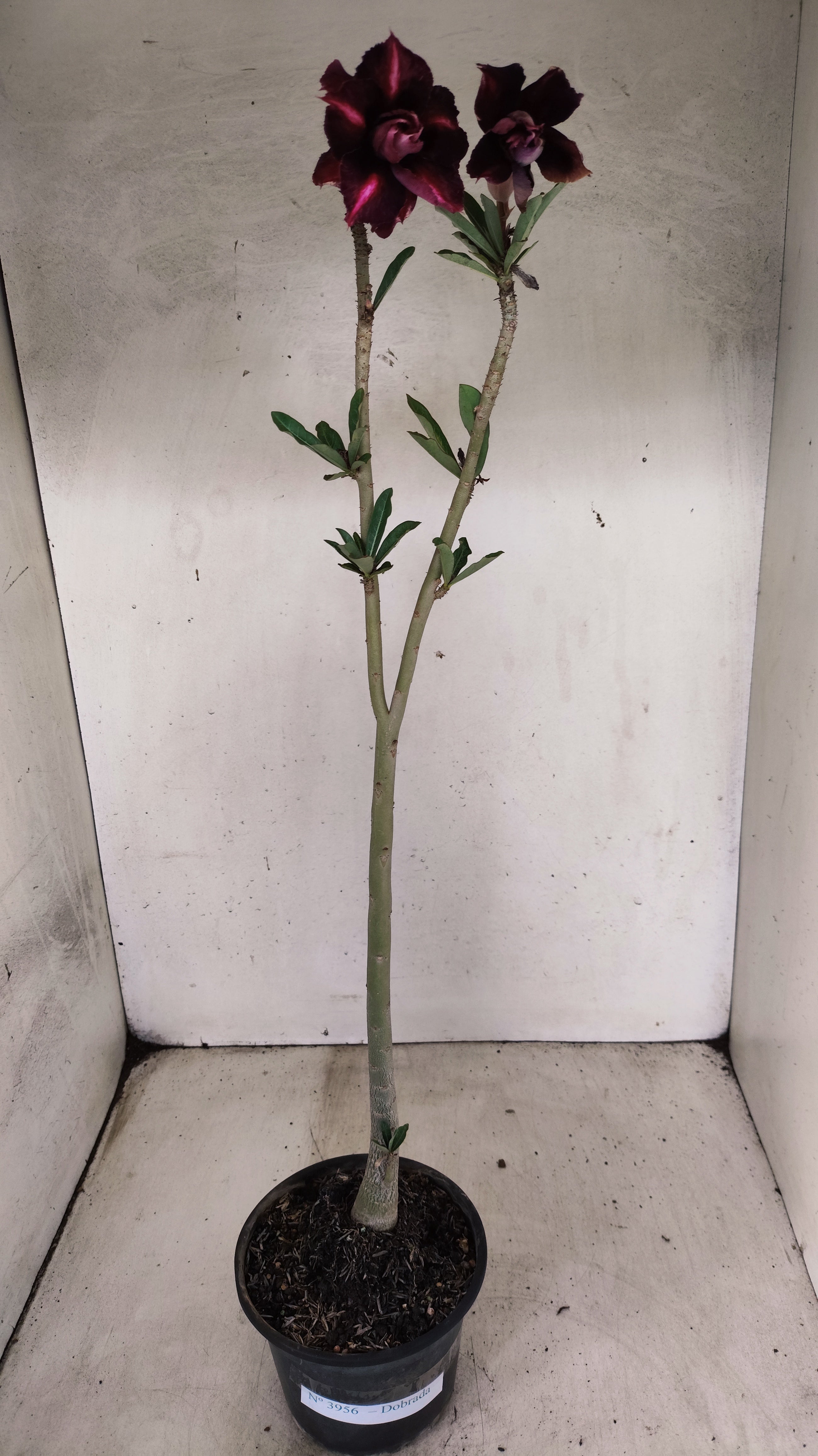 Planta Dobrada 3956 – 30cm – 02 anos