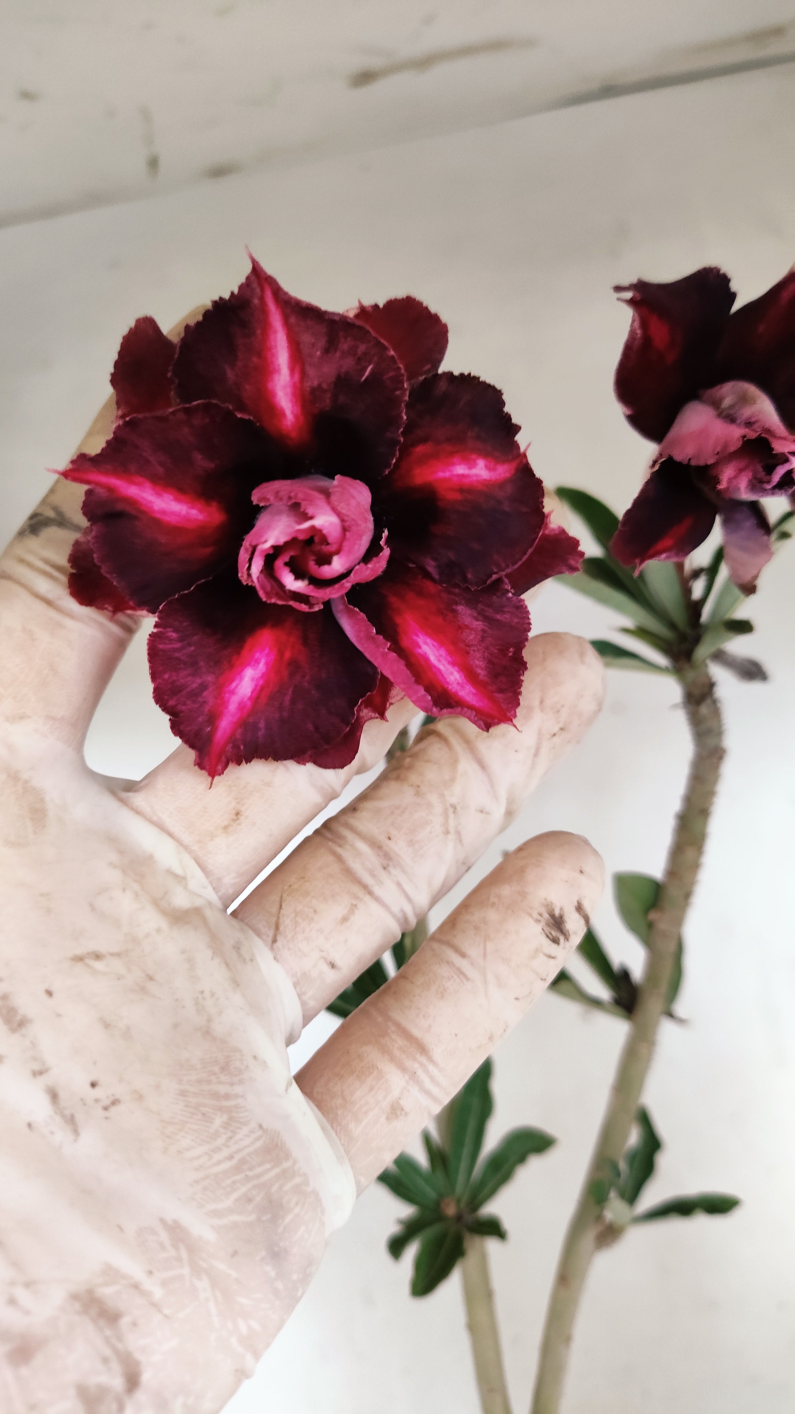 Planta Dobrada 3956 – 30cm – 02 anos