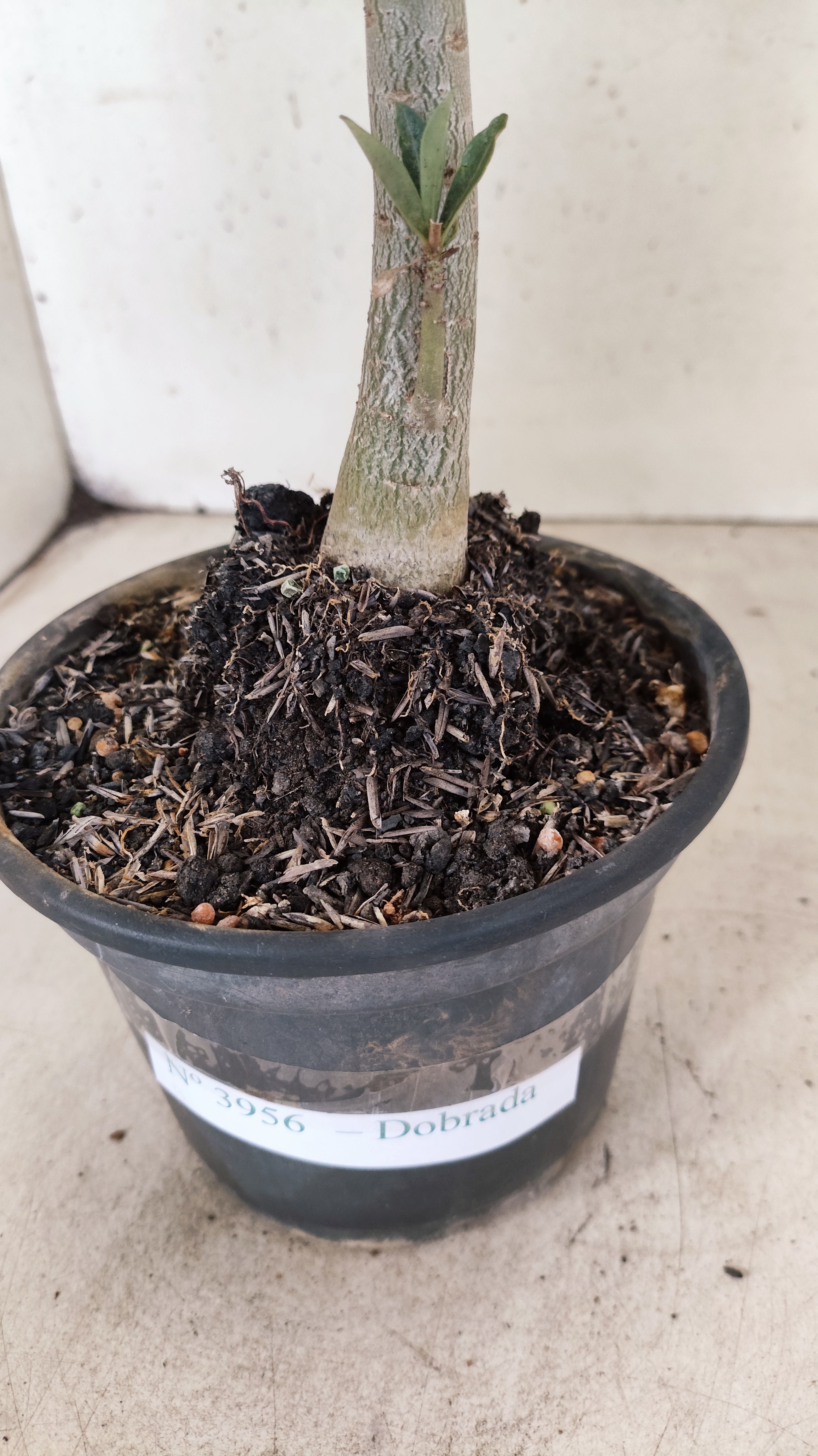Planta Dobrada 3956 – 30cm – 02 anos