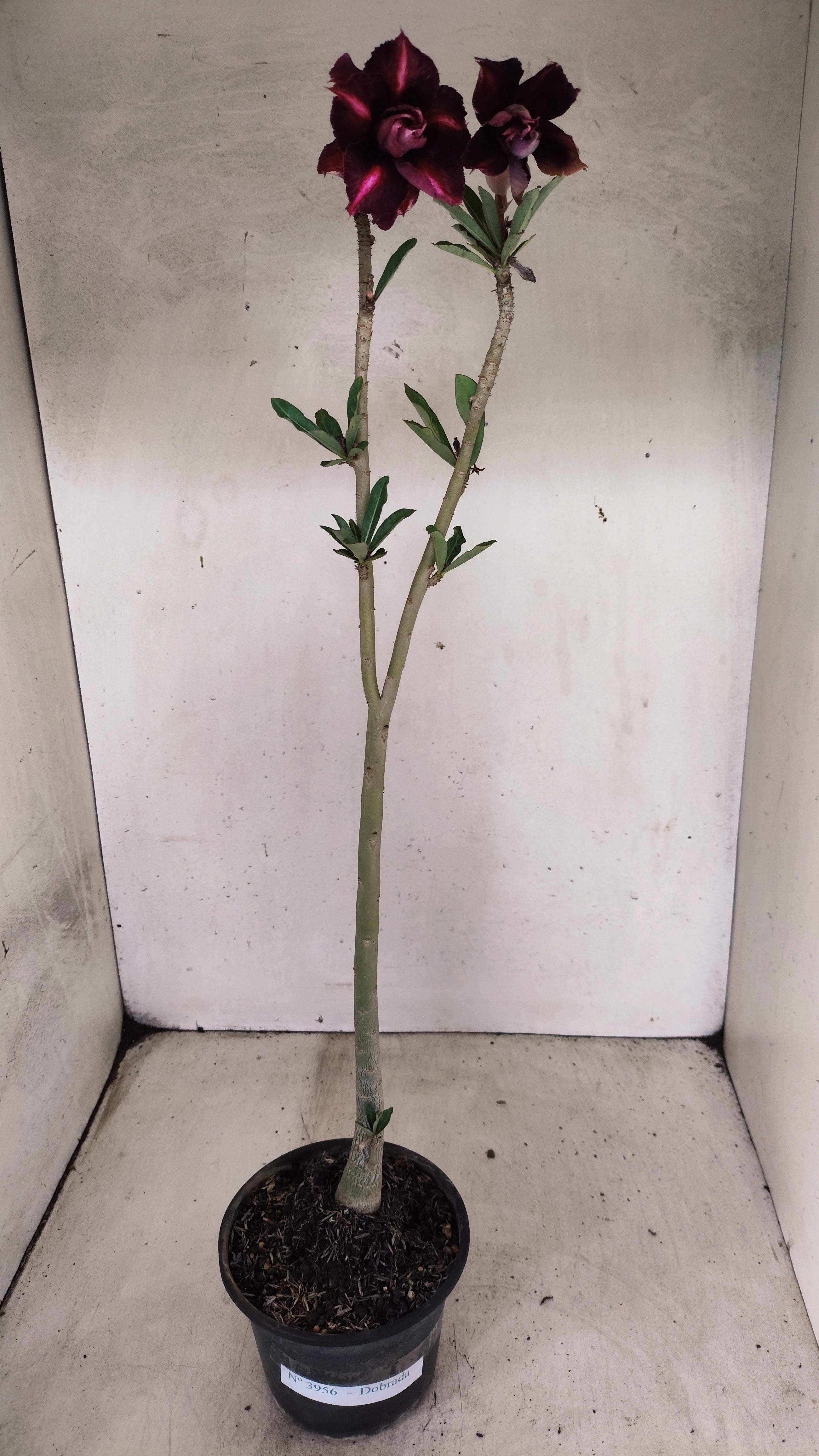 Planta Dobrada 3956 – 30cm – 02 anos