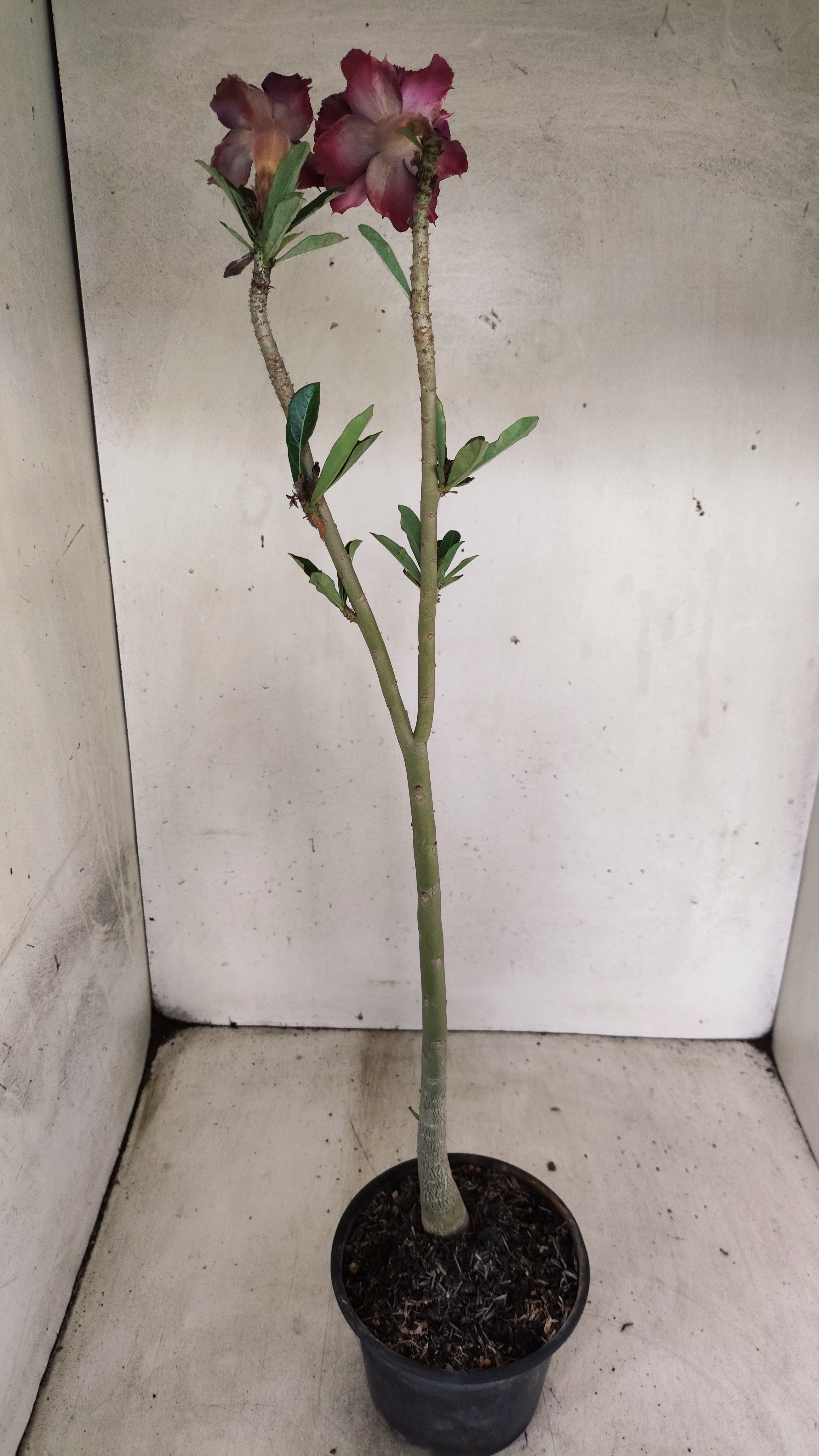 Planta Dobrada 3956 – 30cm – 02 anos
