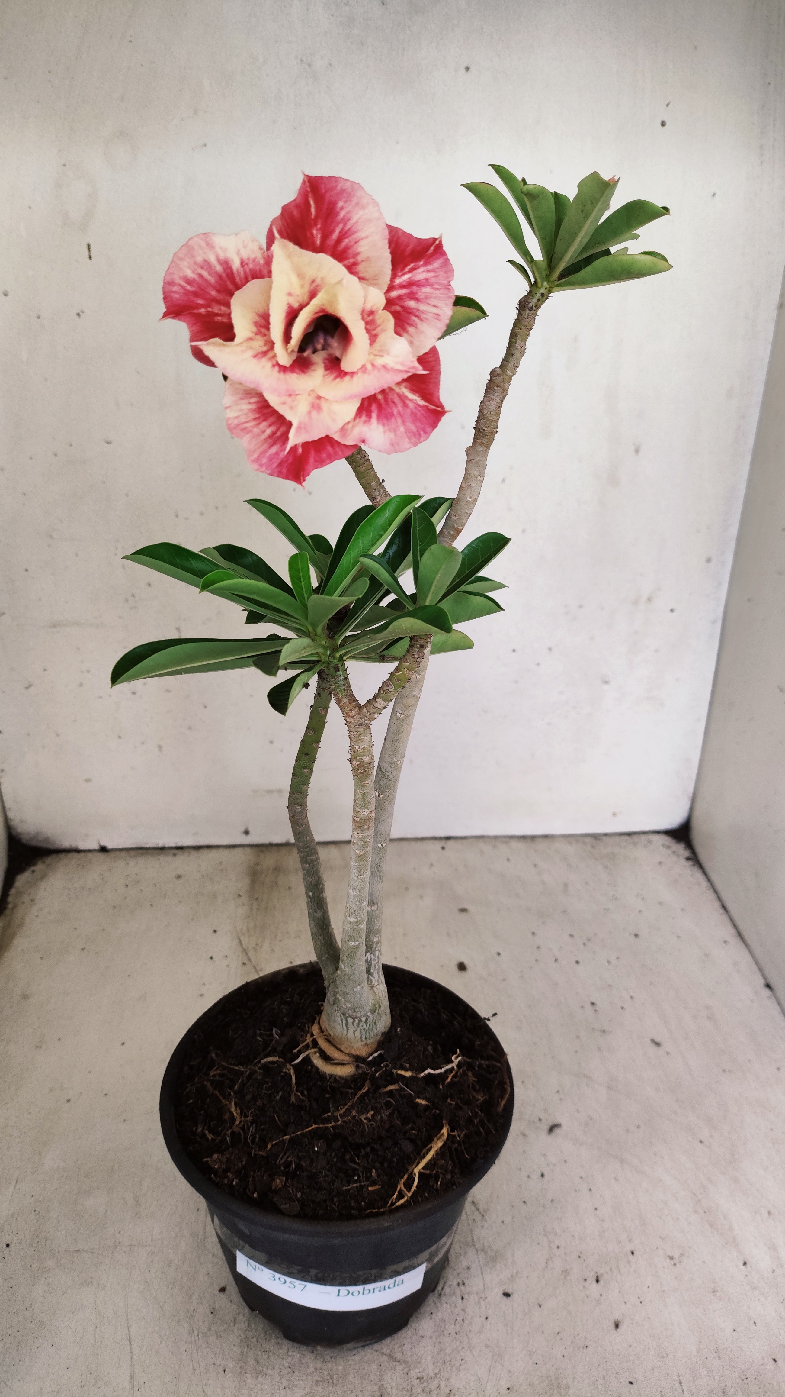 Planta Dobrada 3957 – 30cm – 02 anos