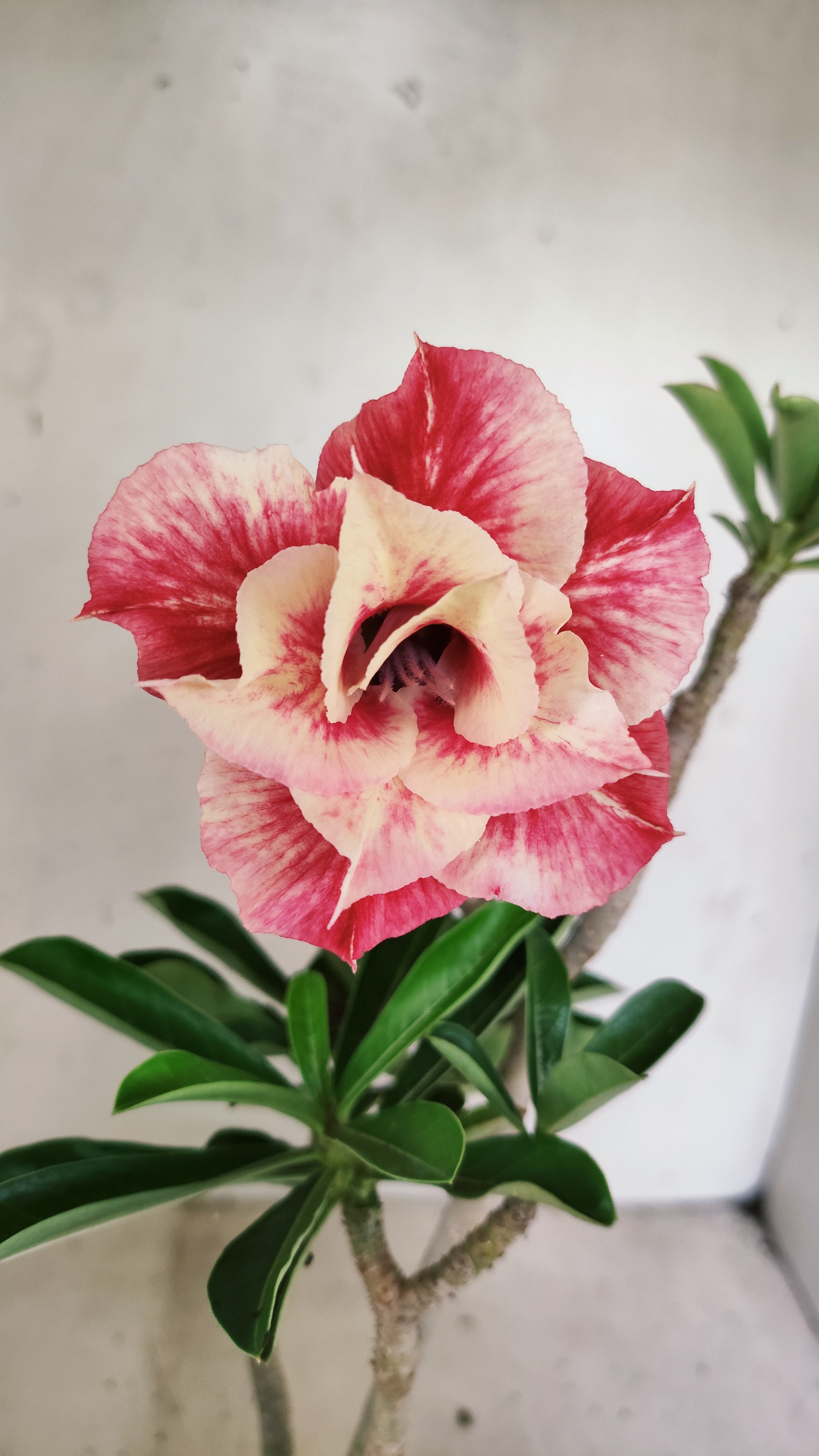 Planta Dobrada 3957 – 30cm – 02 anos