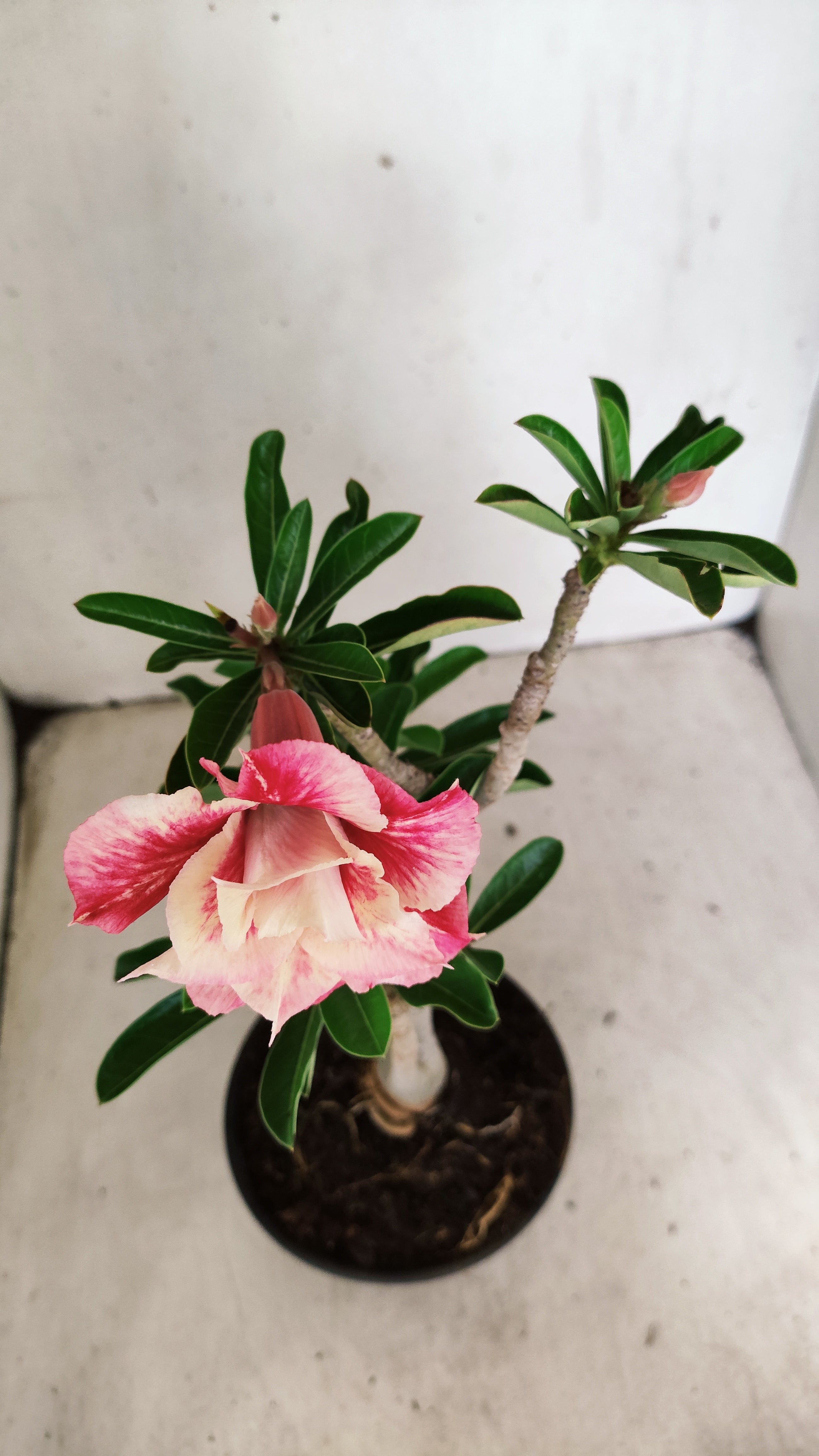 Planta Dobrada 3957 – 30cm – 02 anos