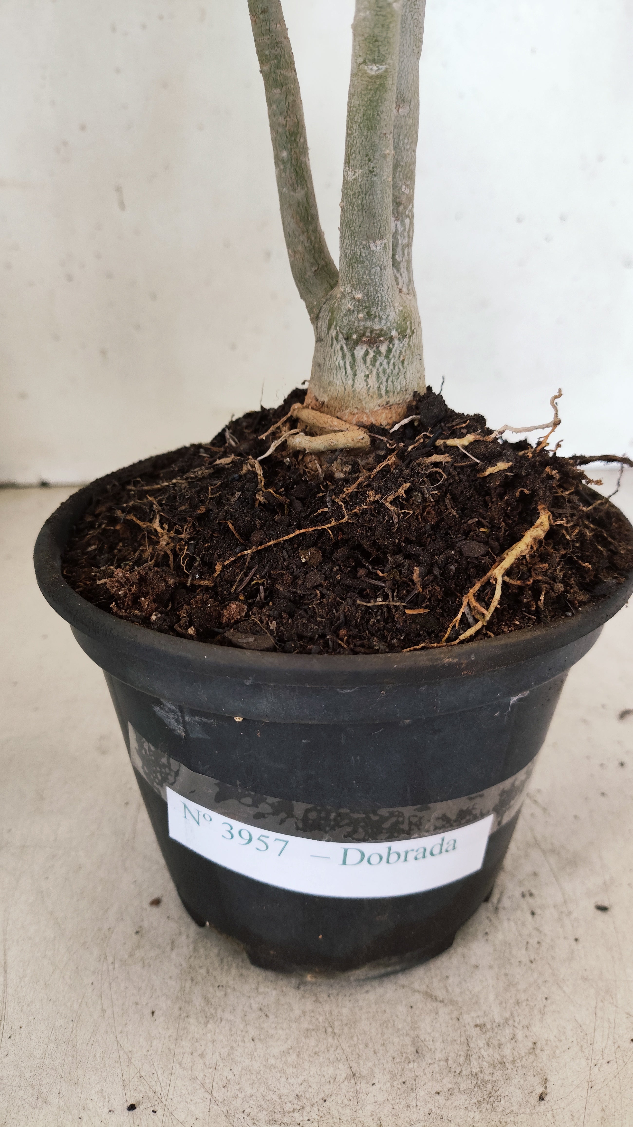 Planta Dobrada 3957 – 30cm – 02 anos