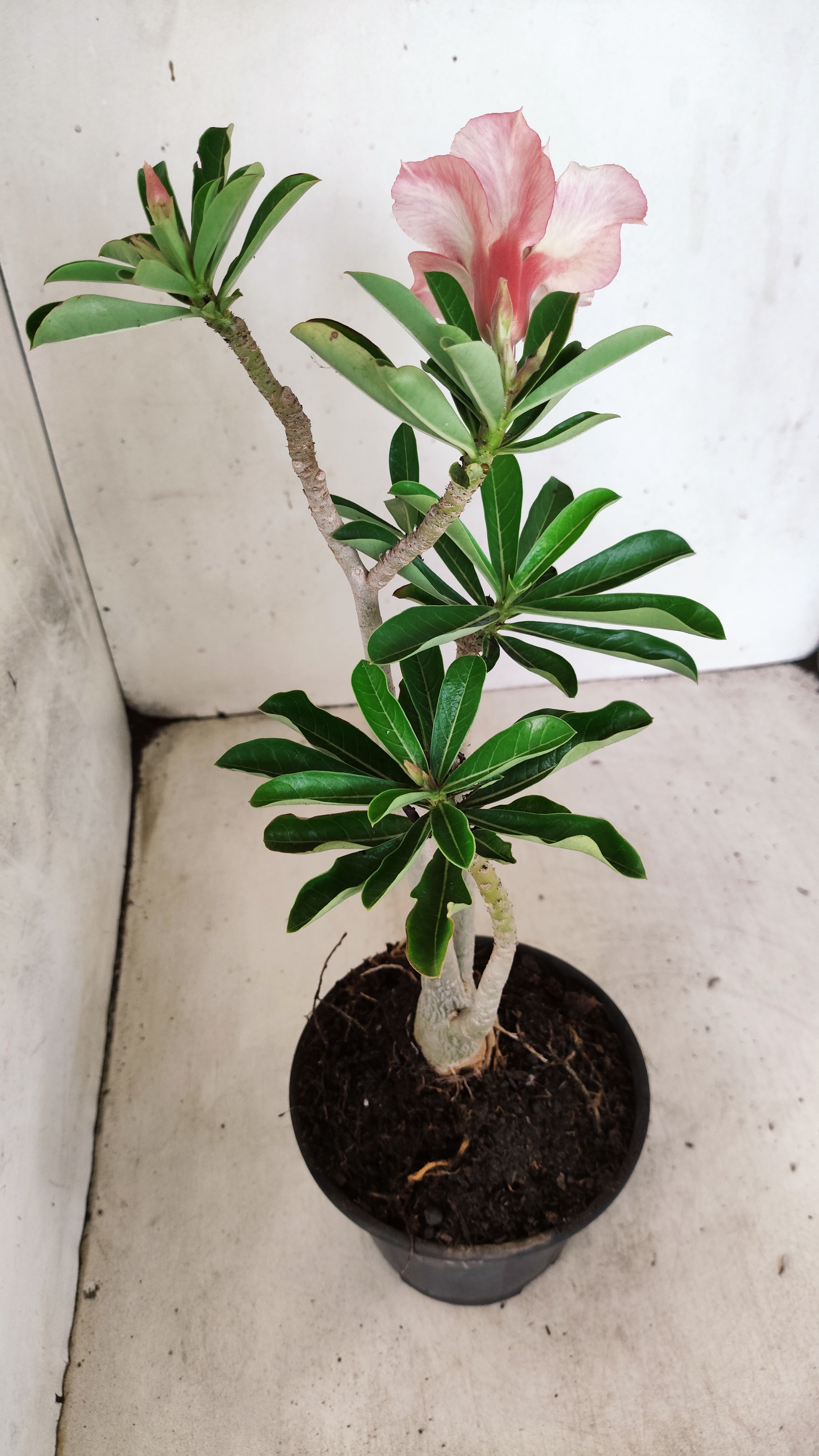 Planta Dobrada 3957 – 30cm – 02 anos
