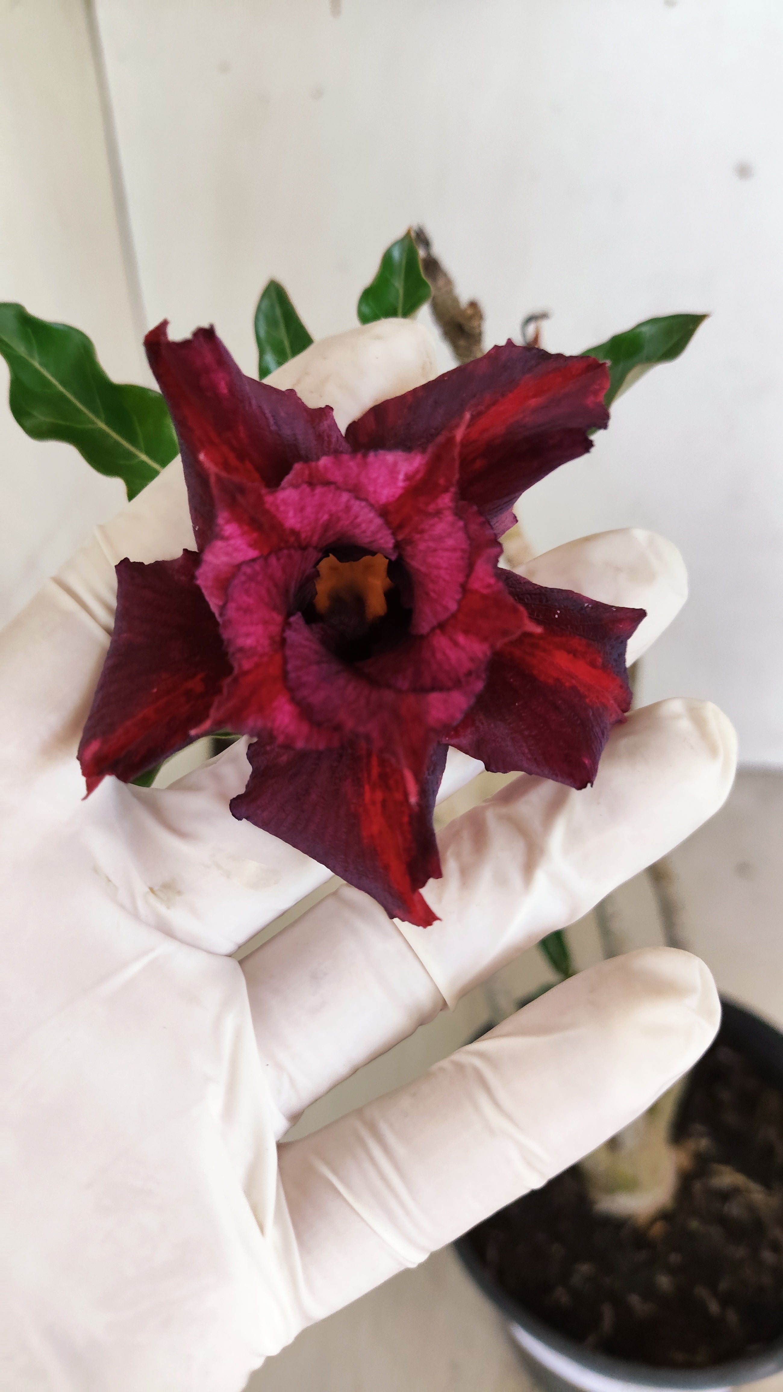 Planta Dobrada 3958 – 30cm – 02 anos