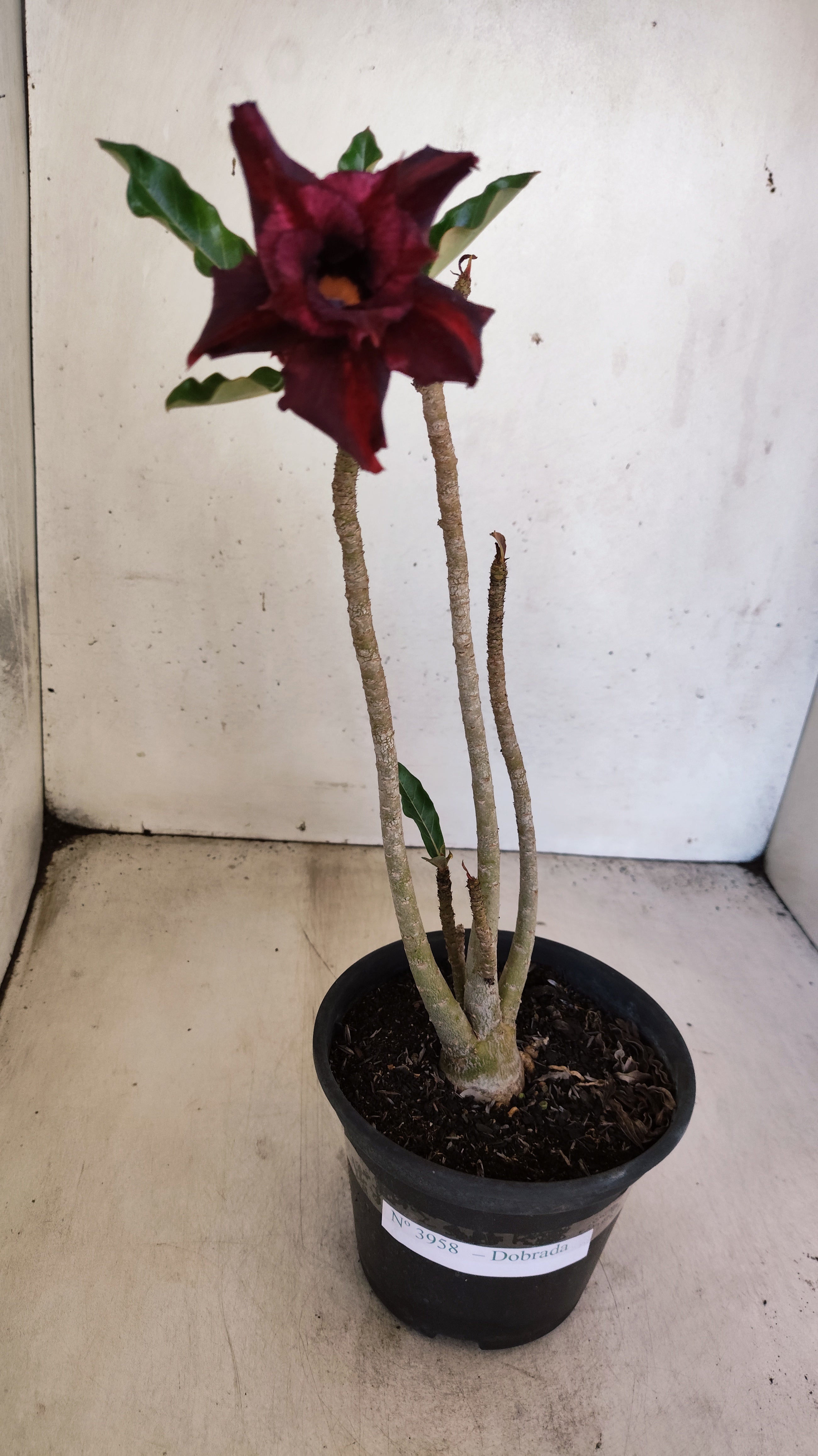 Planta Dobrada 3958 – 30cm – 02 anos