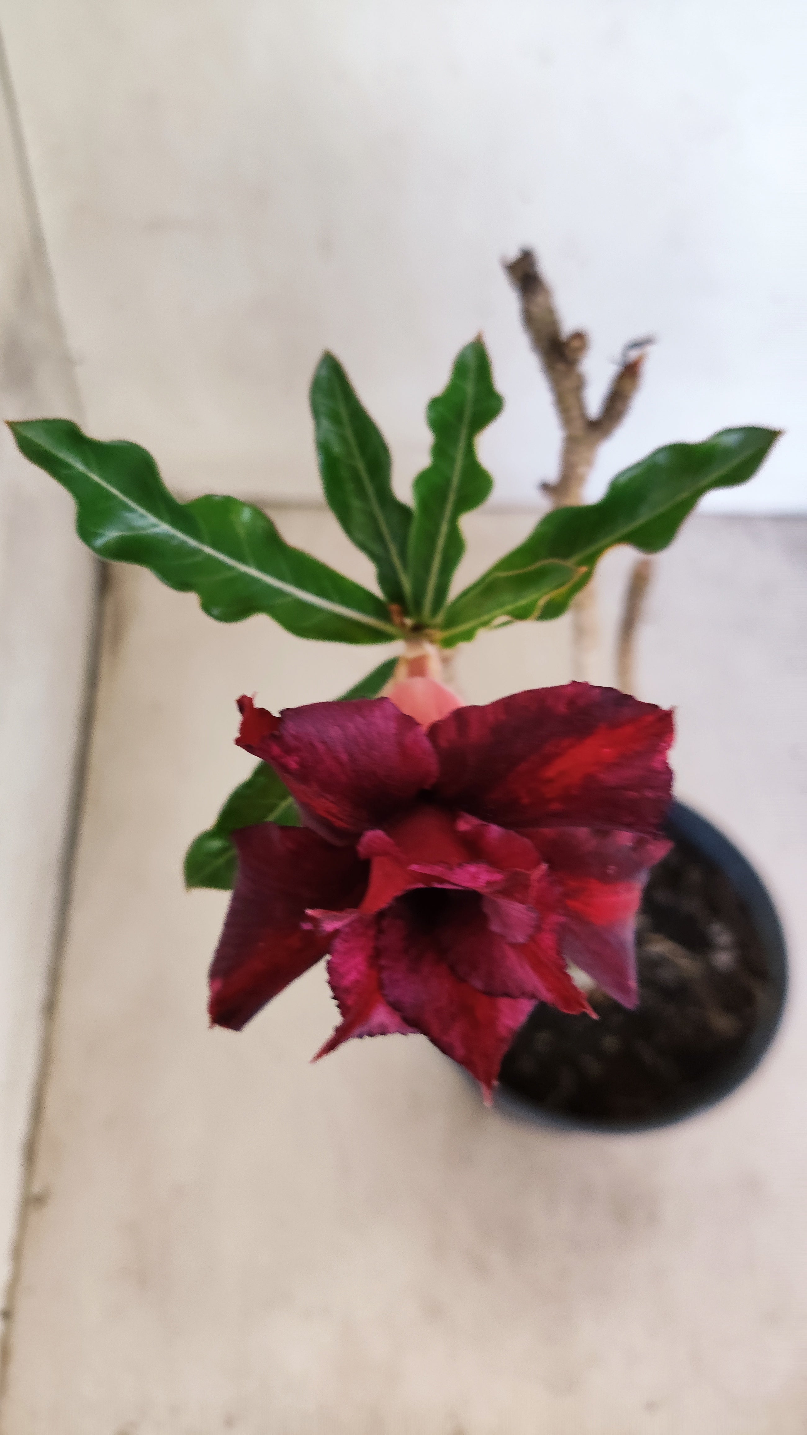 Planta Dobrada 3958 – 30cm – 02 anos