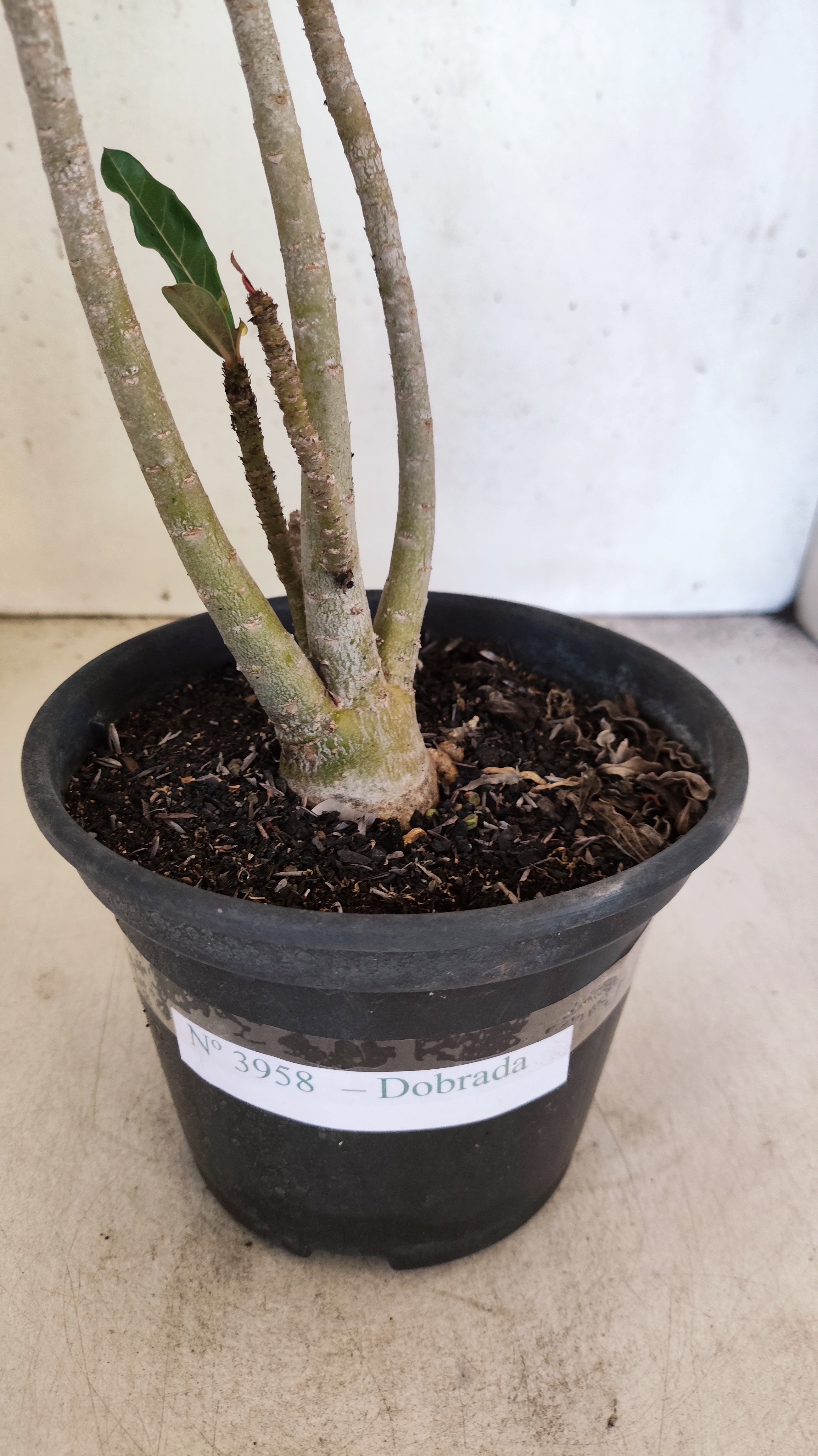 Planta Dobrada 3958 – 30cm – 02 anos