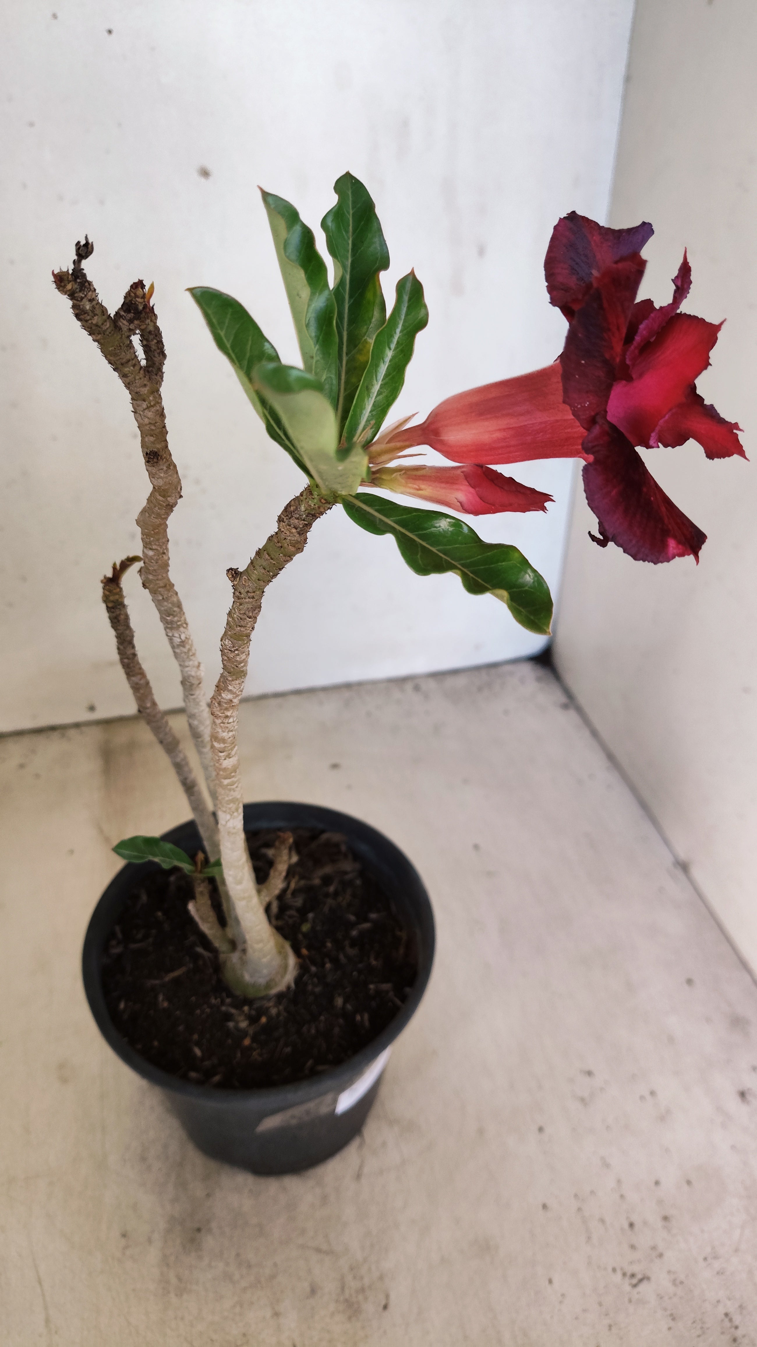 Planta Dobrada 3958 – 30cm – 02 anos