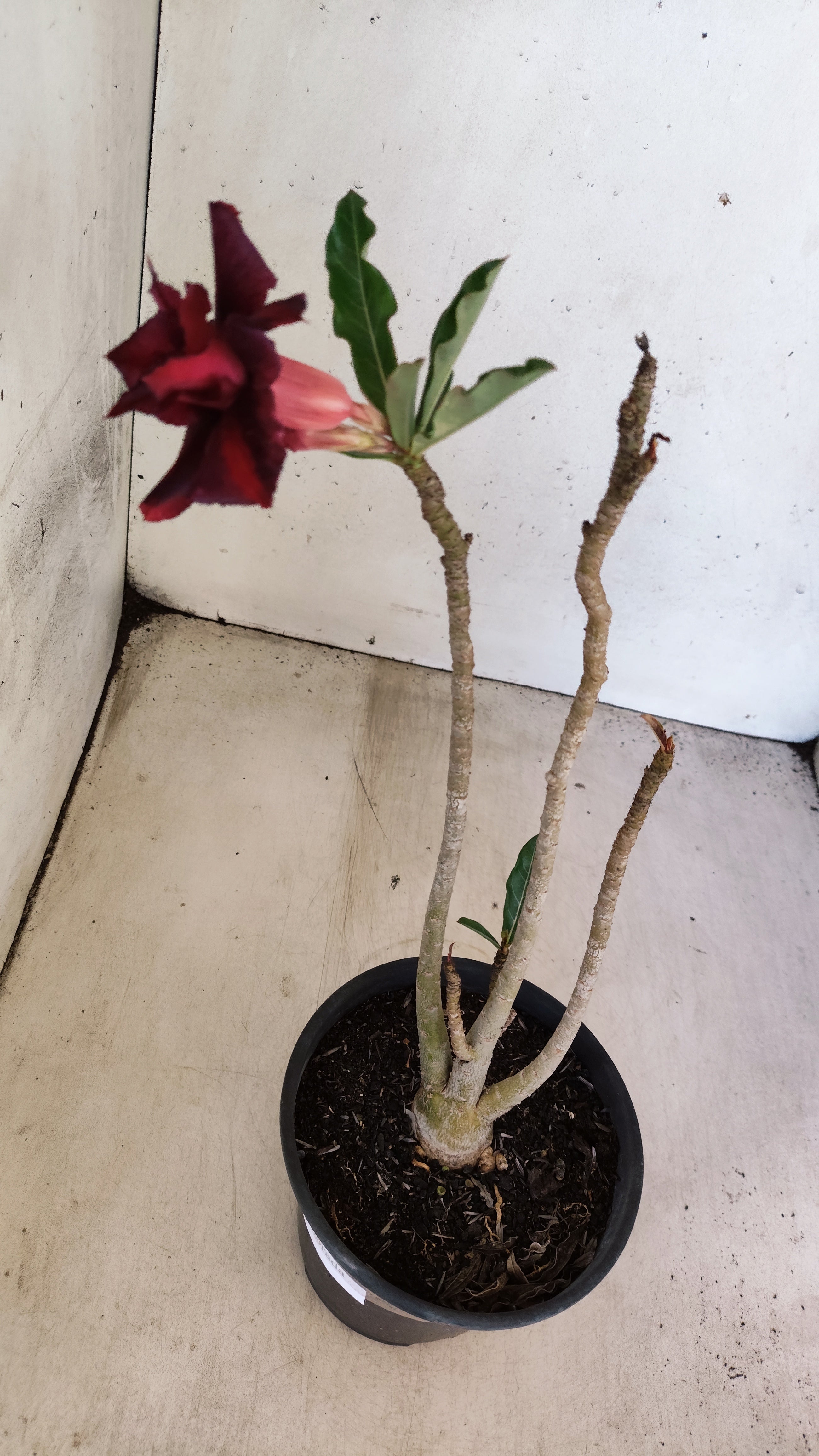 Planta Dobrada 3958 – 30cm – 02 anos