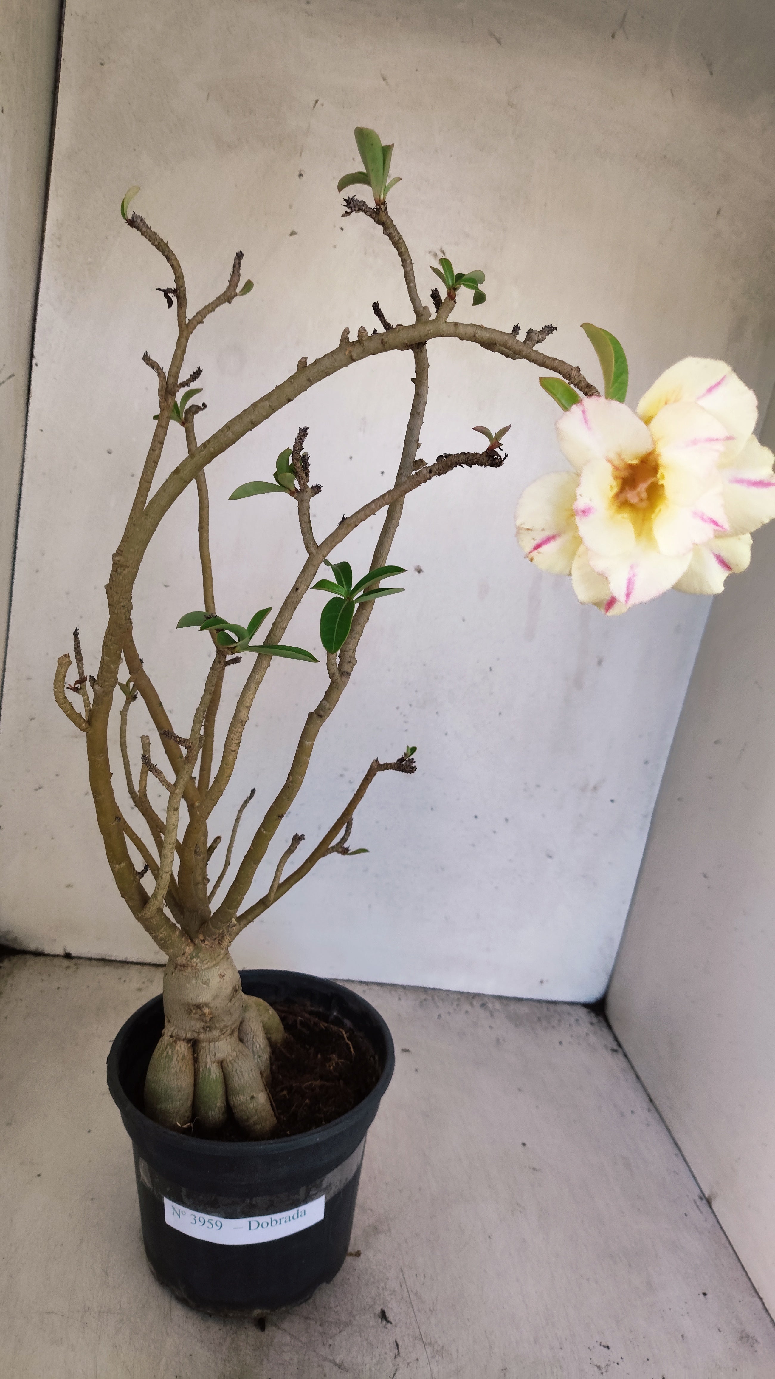 Planta Dobrada 3959 – 35cm – 03 anos