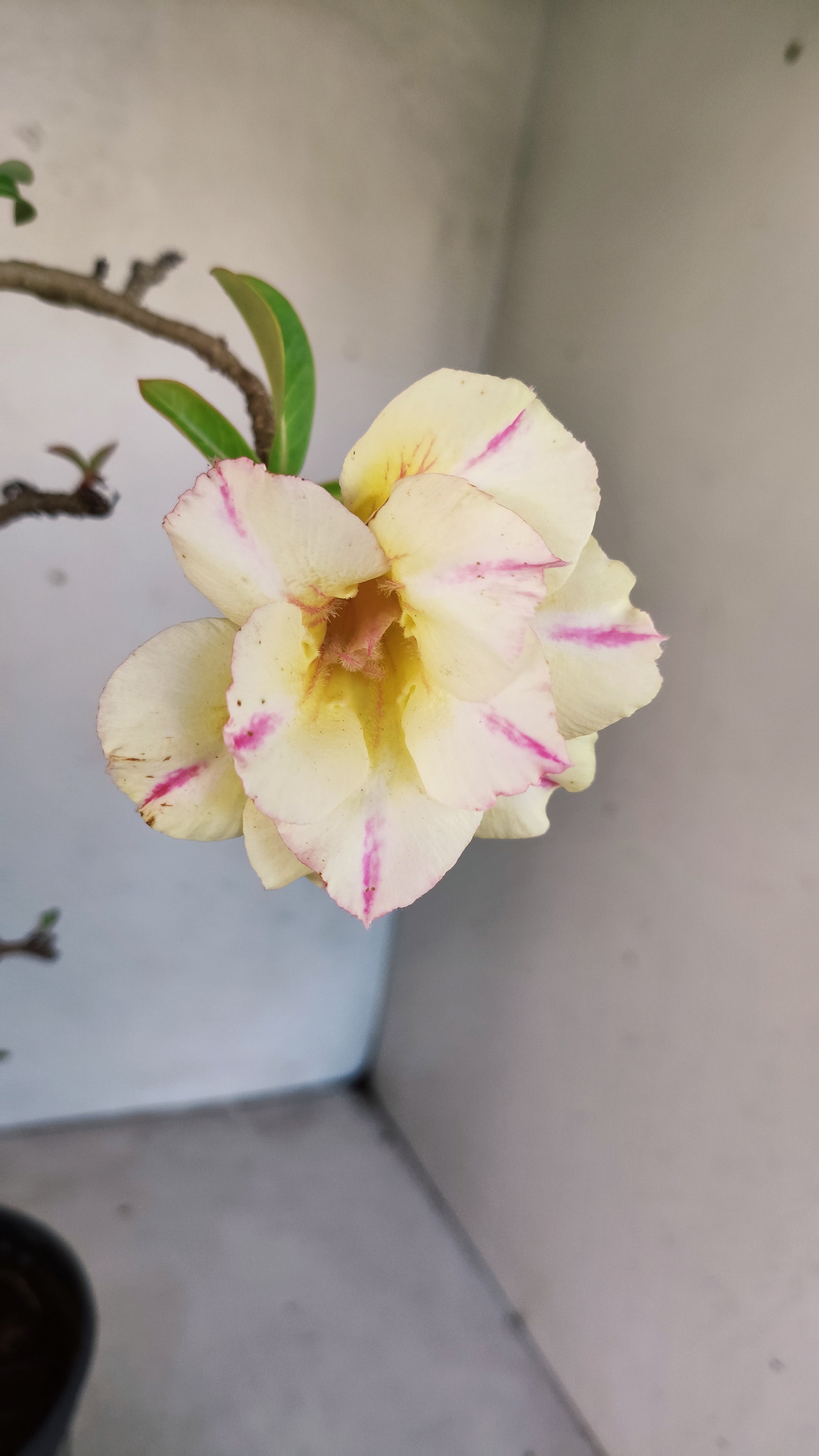 Planta Dobrada 3959 – 35cm – 03 anos