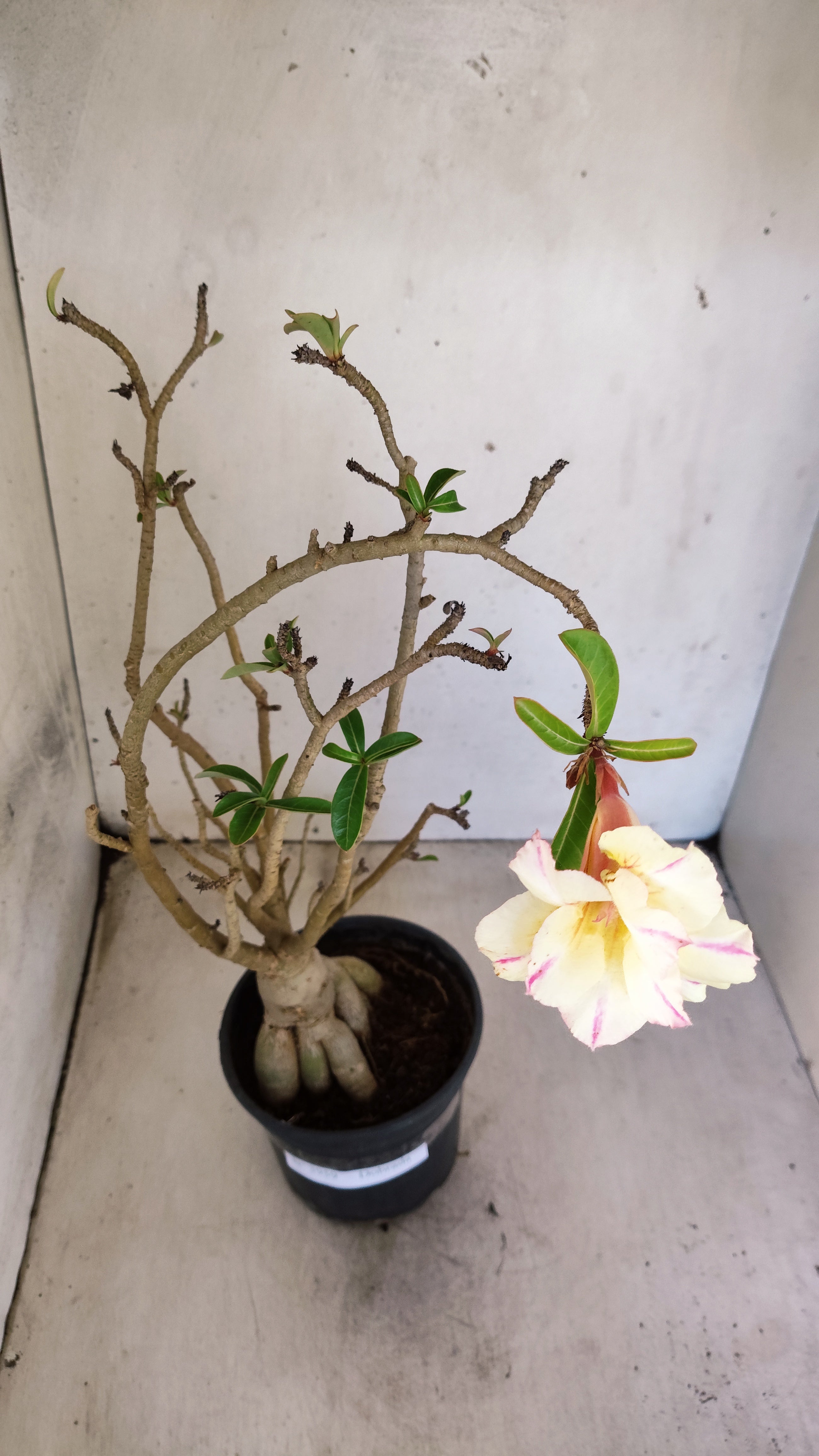 Planta Dobrada 3959 – 35cm – 03 anos