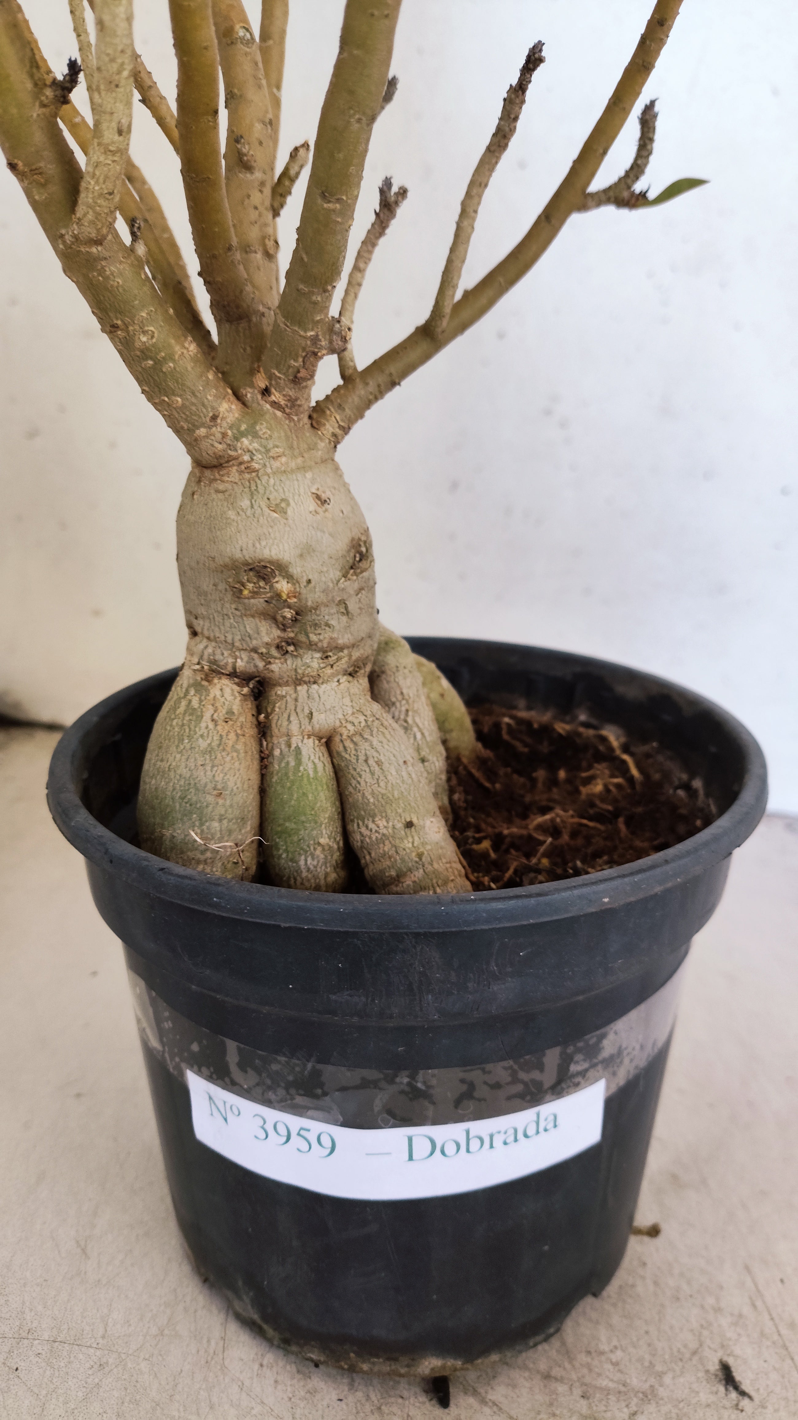 Planta Dobrada 3959 – 35cm – 03 anos