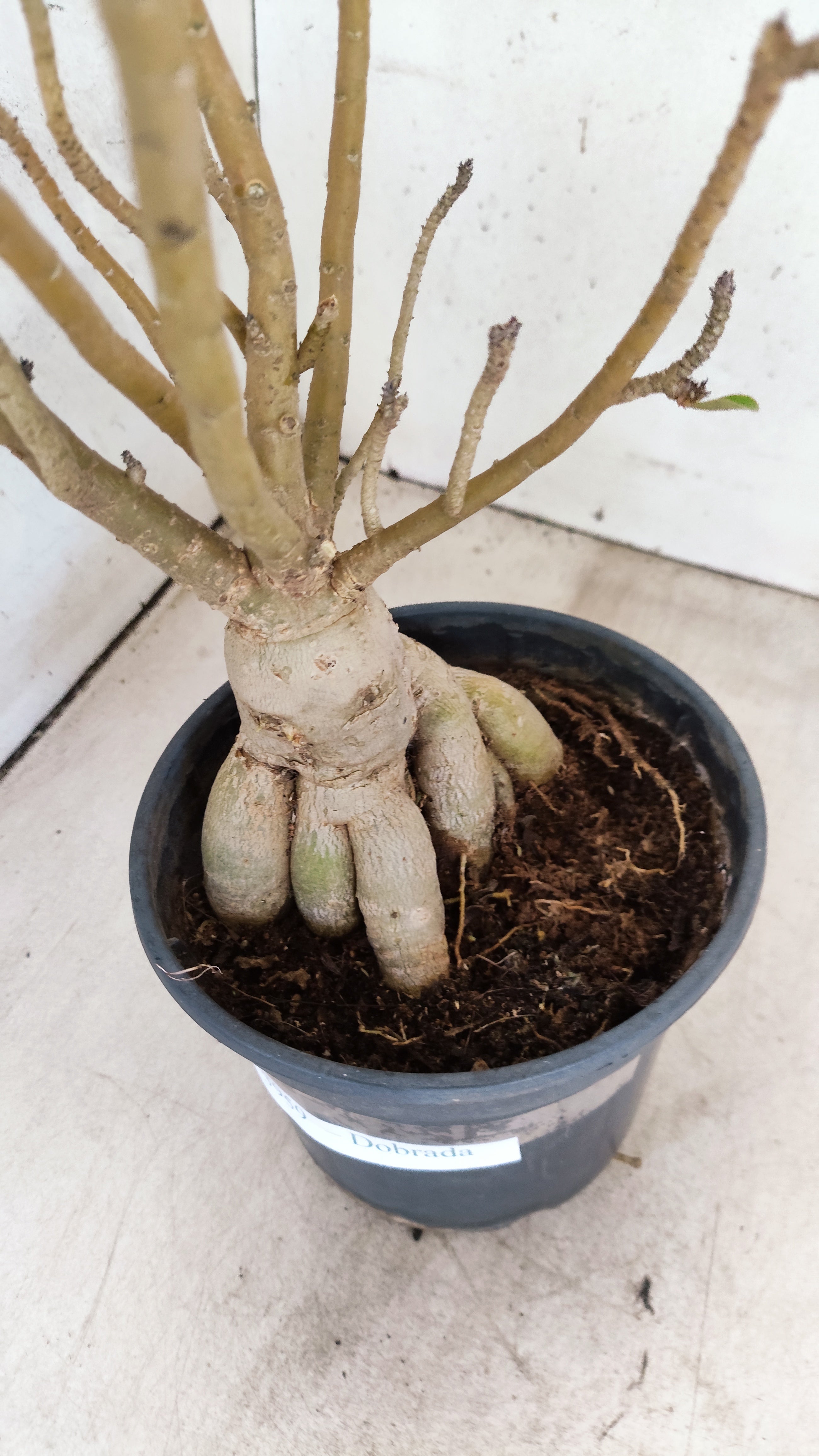 Planta Dobrada 3959 – 35cm – 03 anos