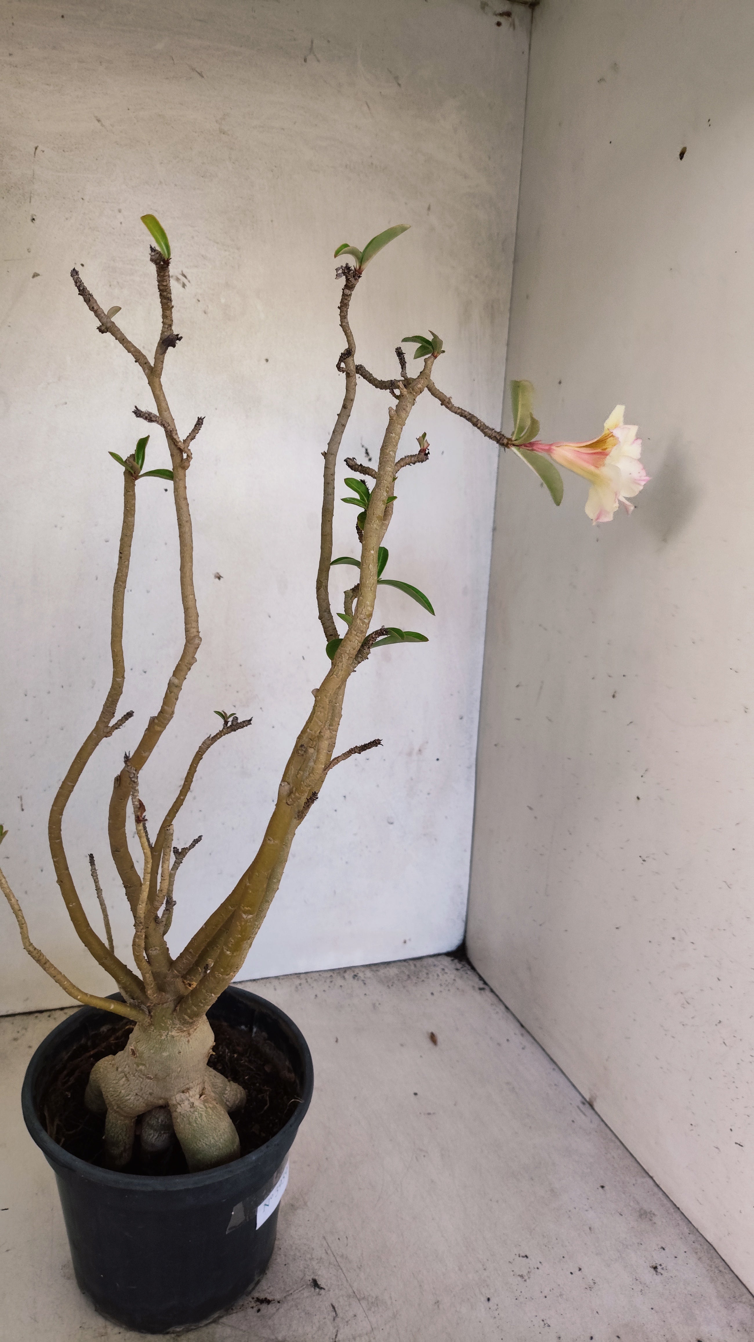 Planta Dobrada 3959 – 35cm – 03 anos