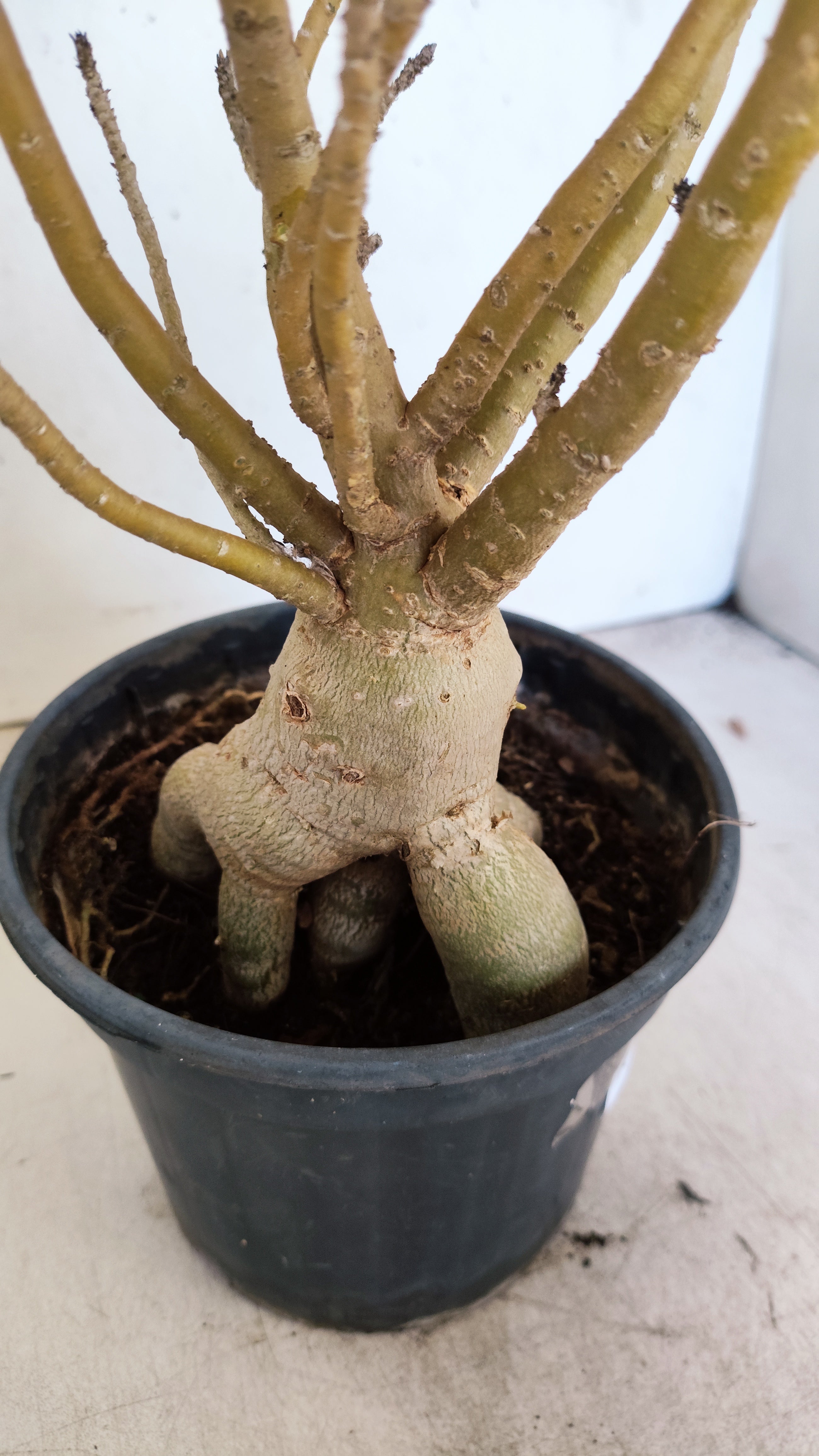 Planta Dobrada 3959 – 35cm – 03 anos