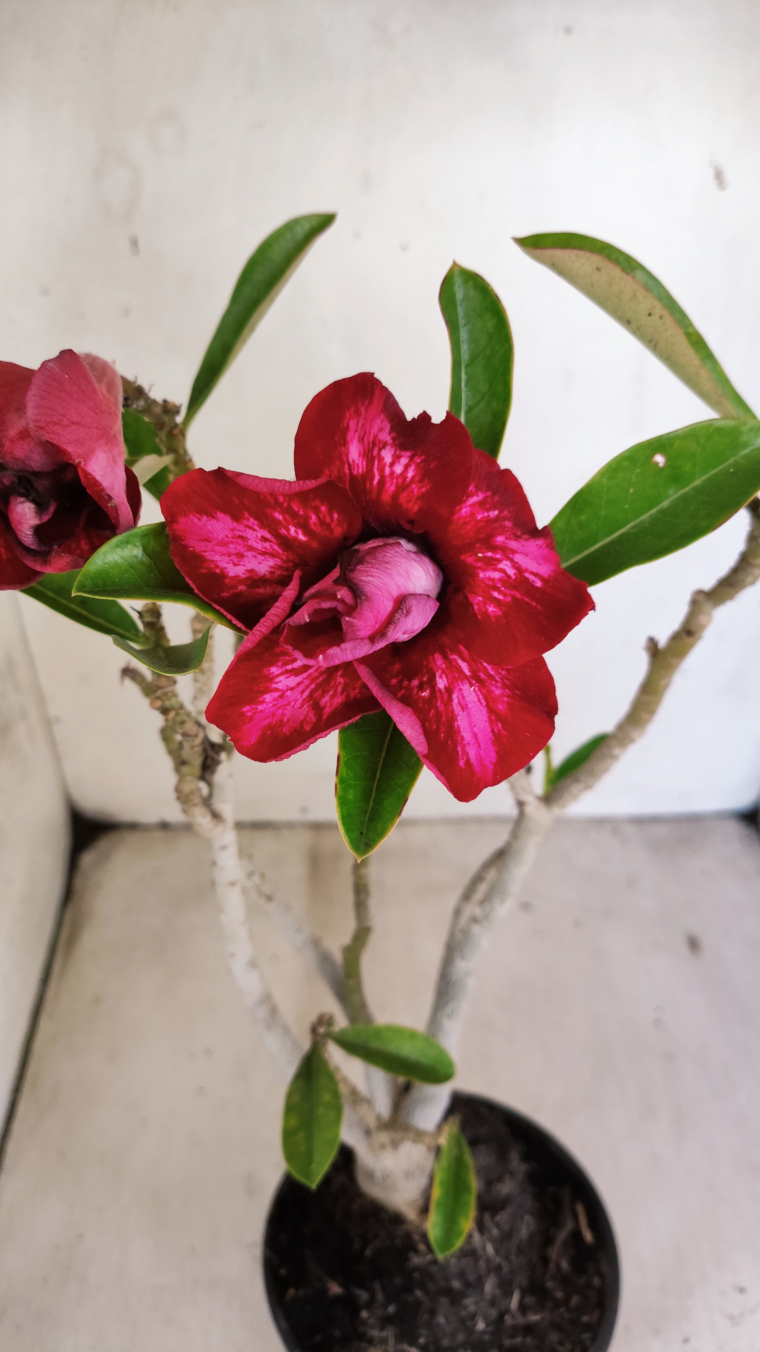 Planta Dobrada 3960 – 35cm – 02 anos