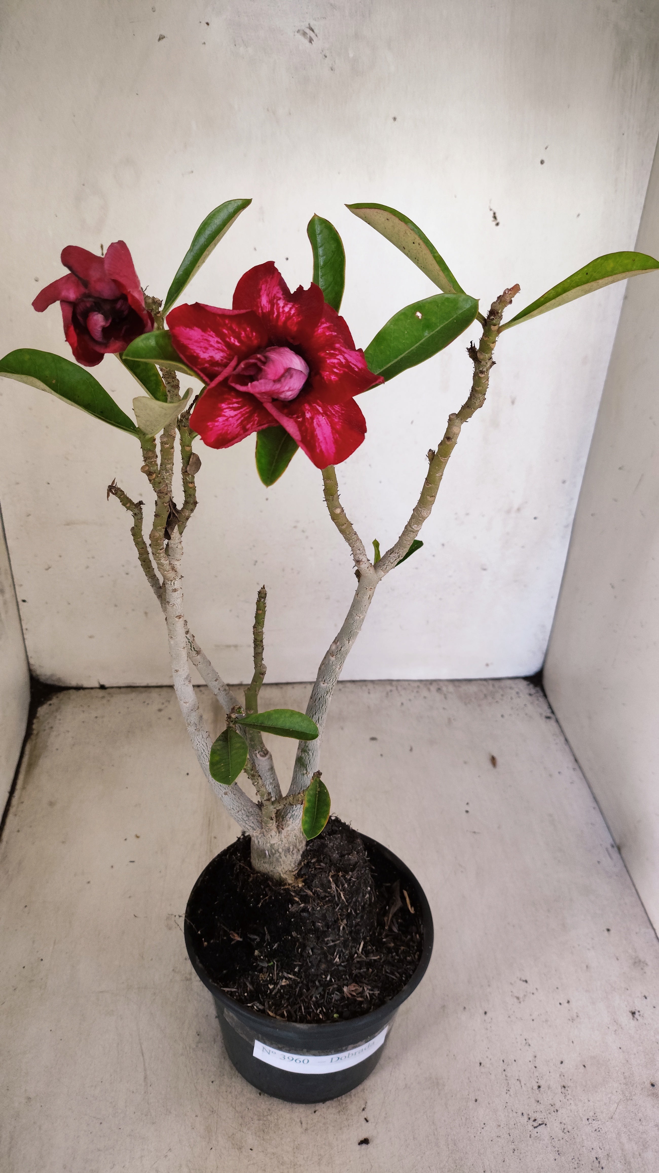 Planta Dobrada 3960 – 35cm – 02 anos