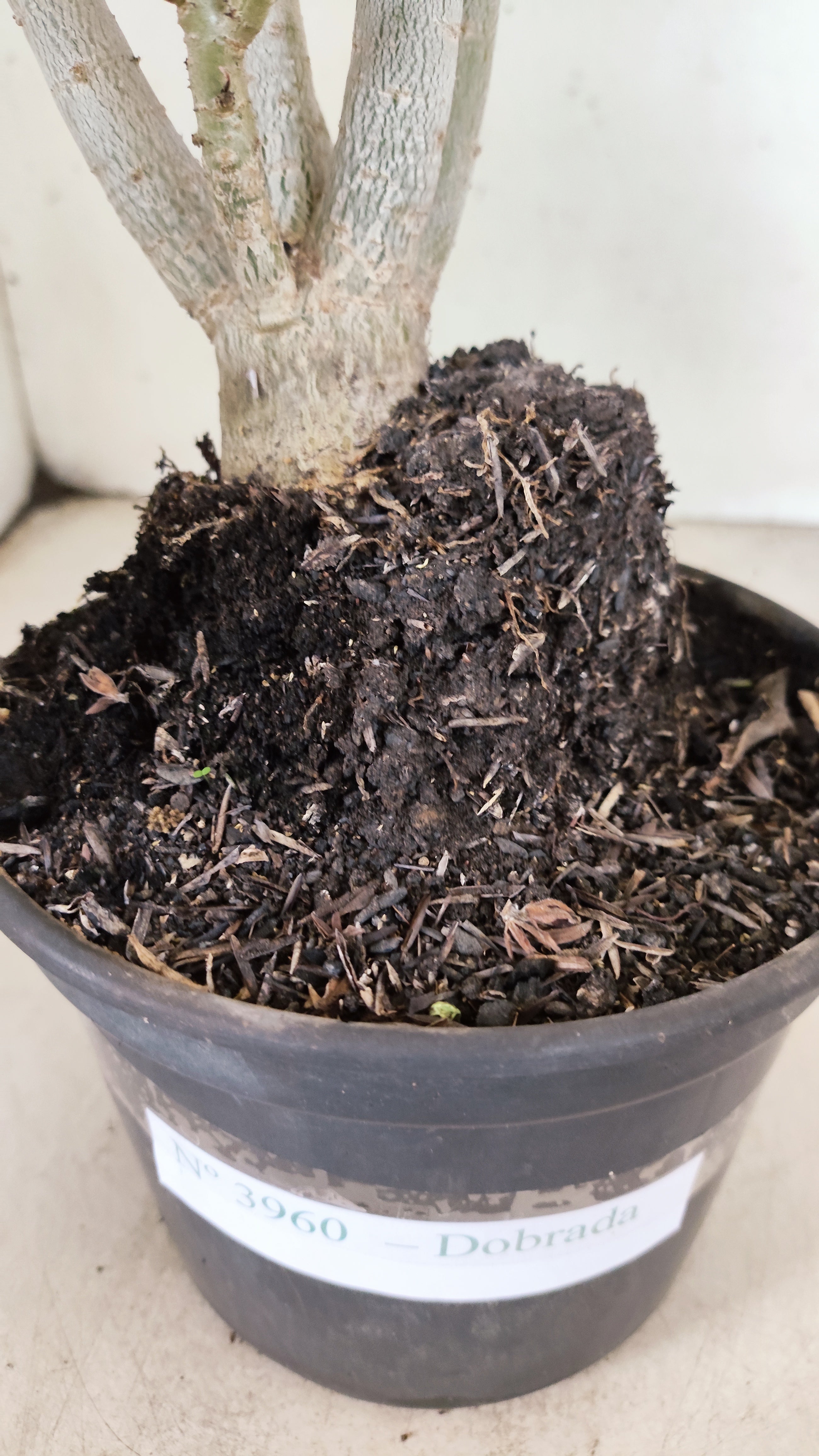 Planta Dobrada 3960 – 35cm – 02 anos