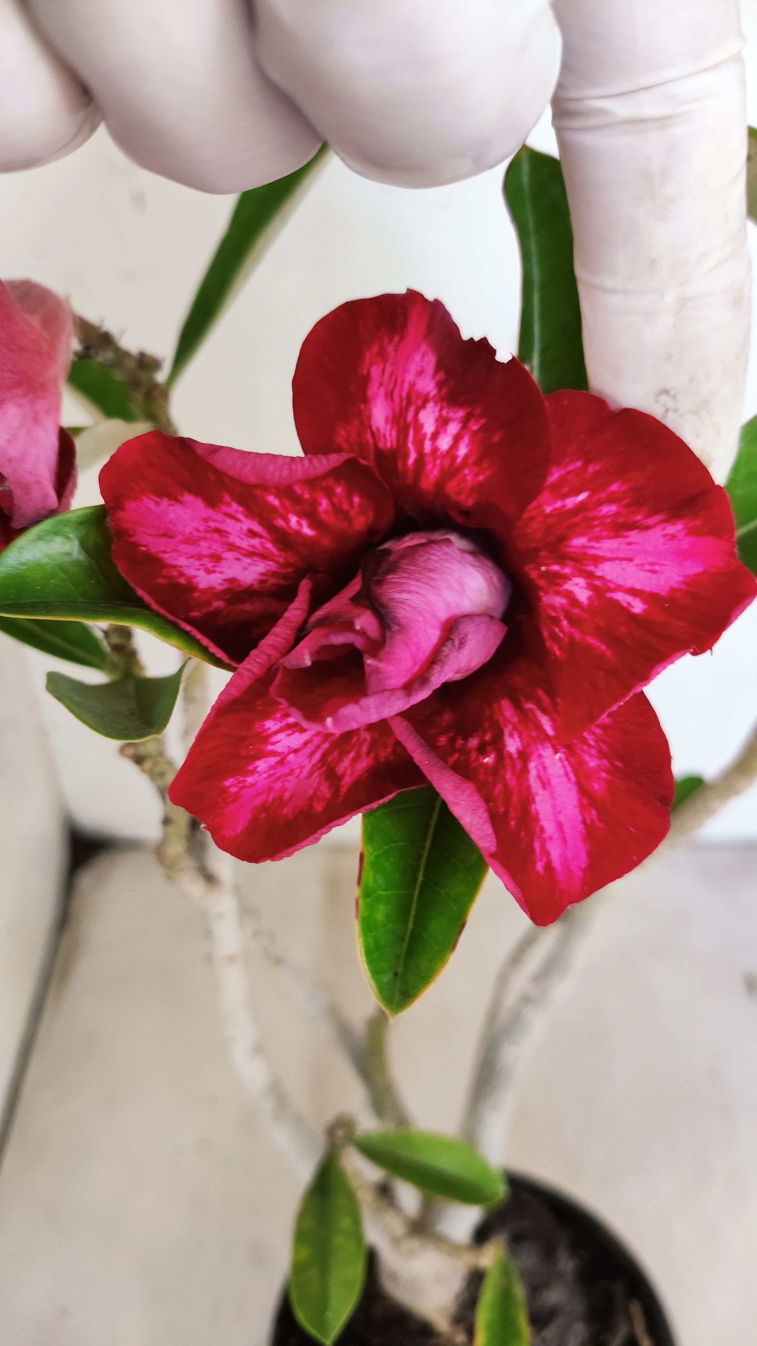 Planta Dobrada 3960 – 35cm – 02 anos